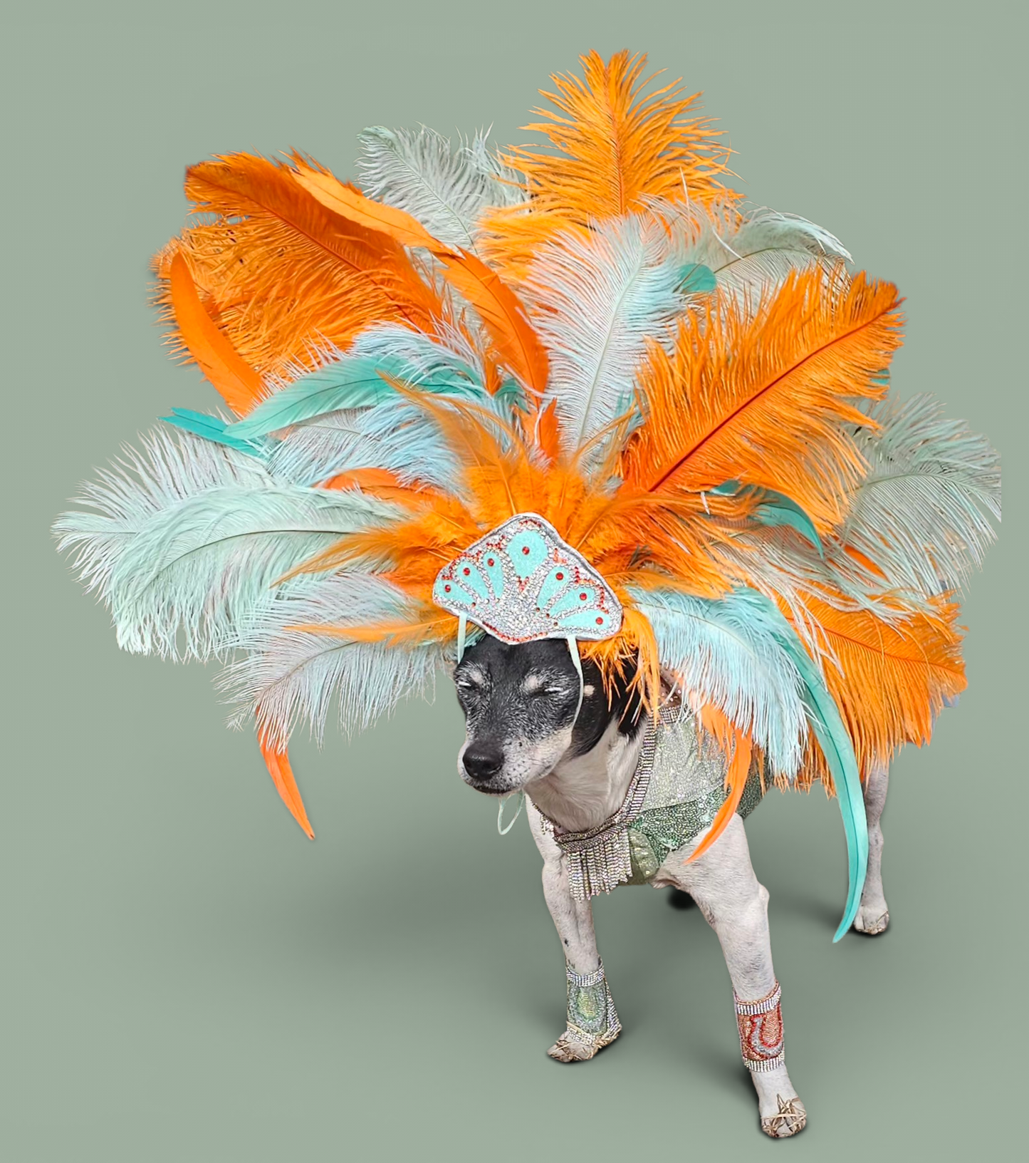 Showgirl pet costume, Life of showpet costume, feather showgirl pet costume