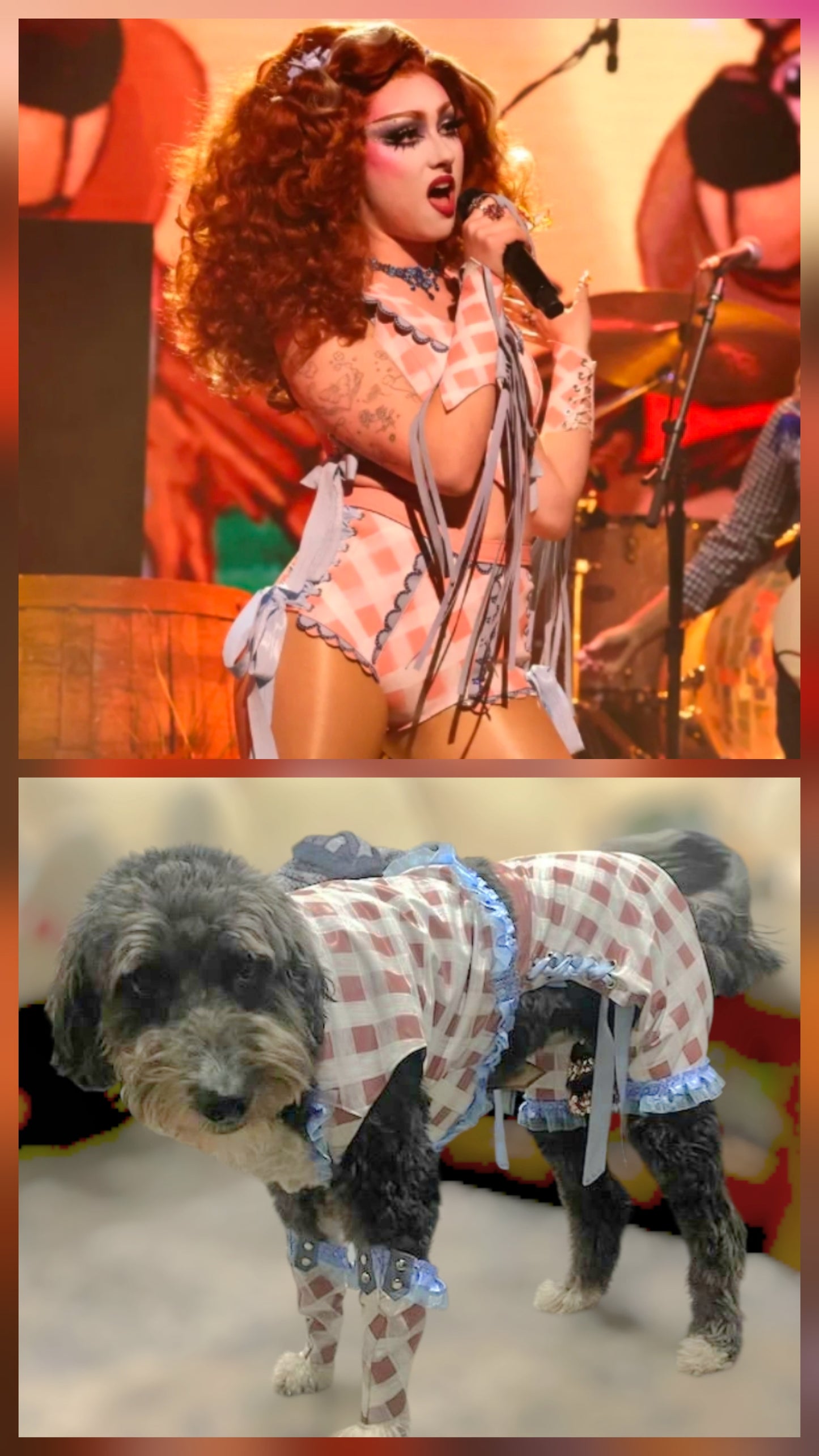 Chappell Roan Giver pet costume, Chappell Roan SNL giver pet costume, Chappell dog costume