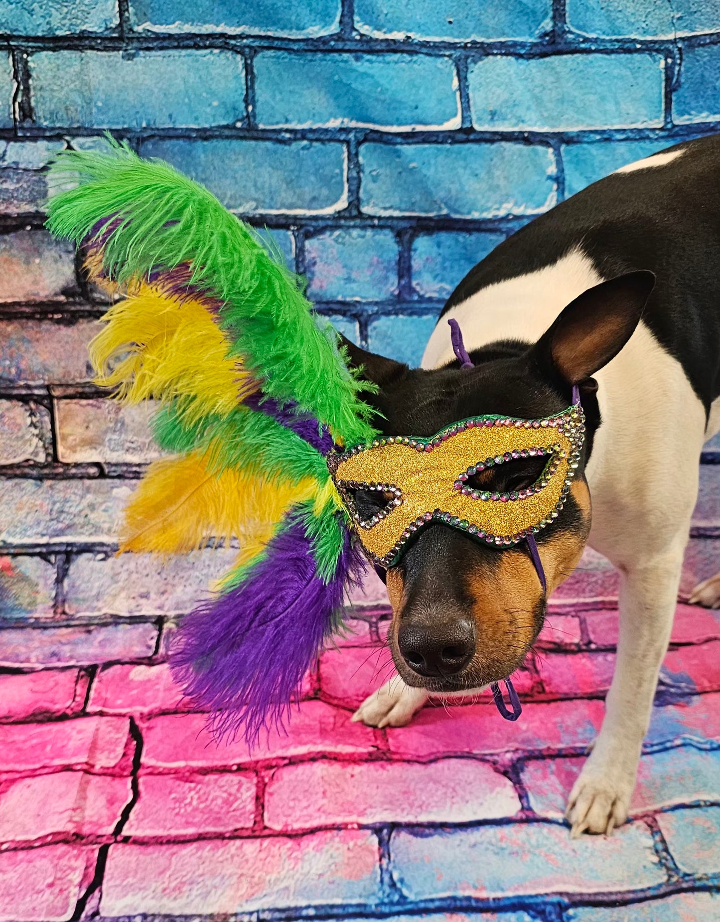Mardi Gras Pet Masks, Mardi Gras Dog Mask, Fat Tuesday pet, feather pet mask