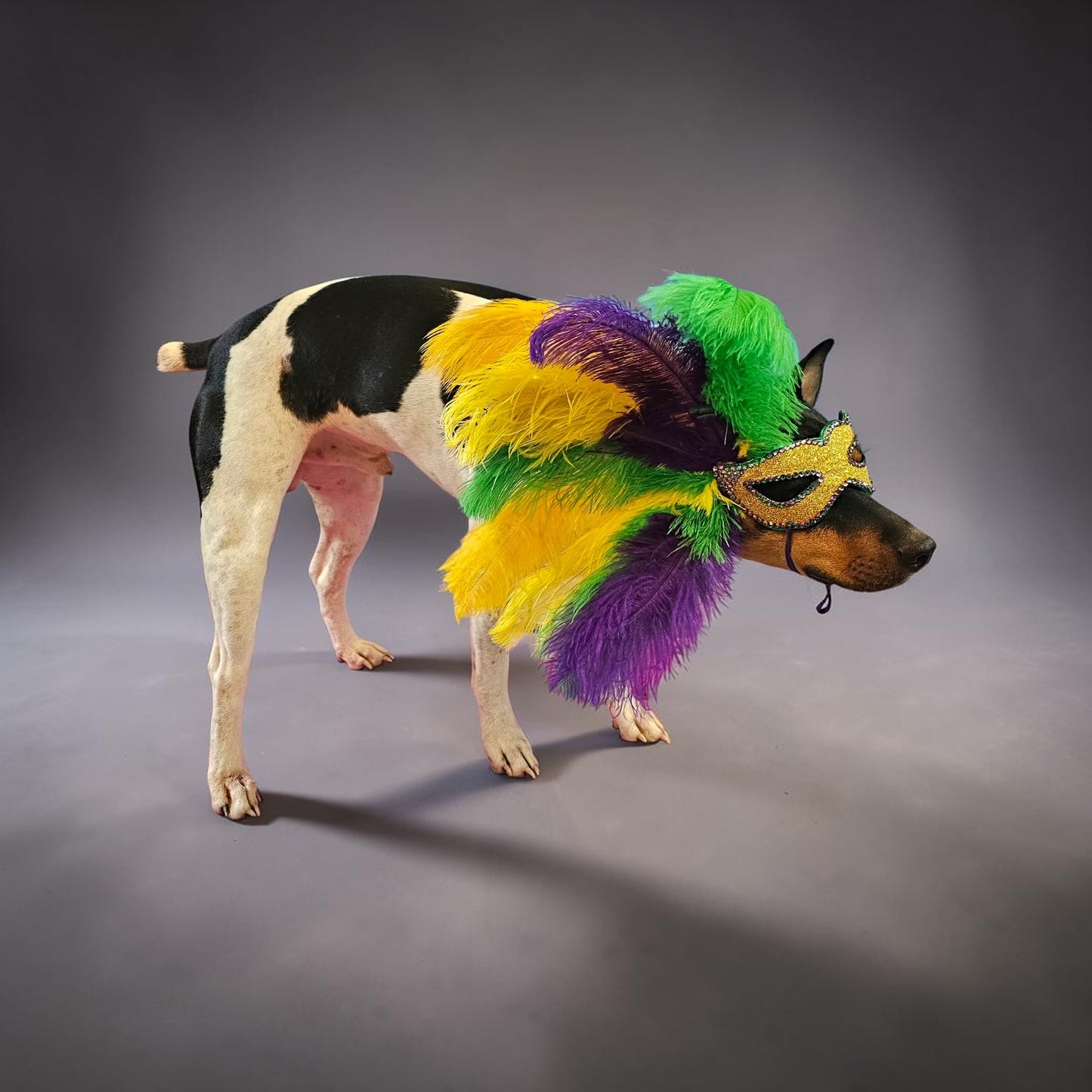 Mardi Gras Pet Masks, Mardi Gras Dog Mask, Fat Tuesday pet, feather pet mask