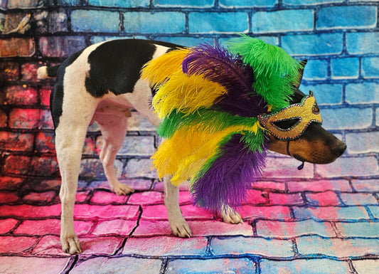 Mardi Gras Pet Masks, Mardi Gras Dog Mask, Fat Tuesday pet, feather pet mask