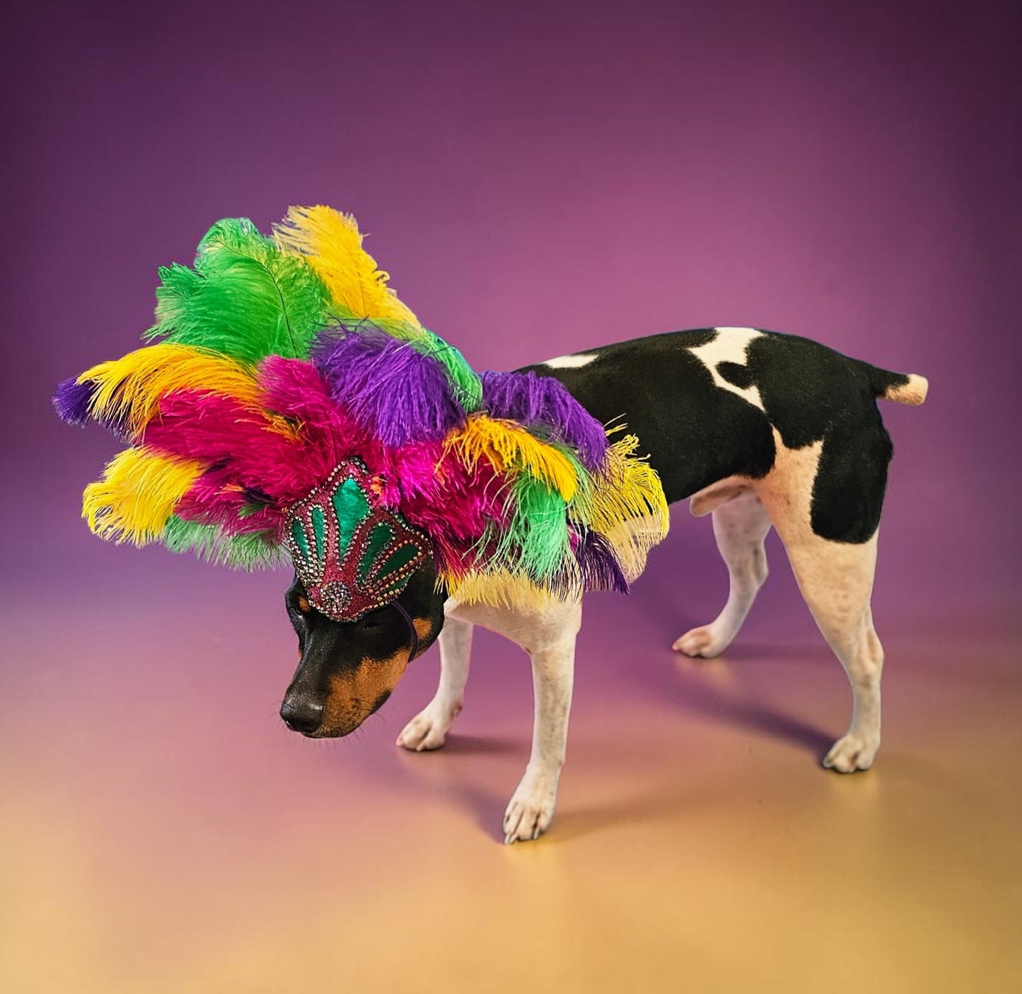Mardi Gras pet feather showgirl headress, carnival feather pet headress
