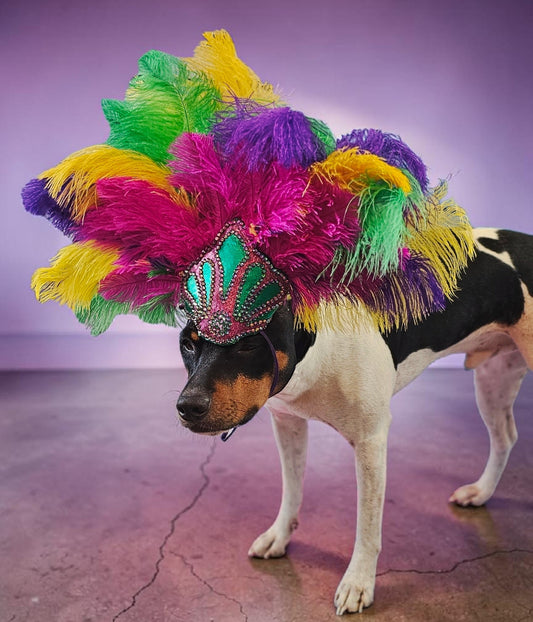 Mardi Gras pet feather showgirl headress, carnival feather pet headress