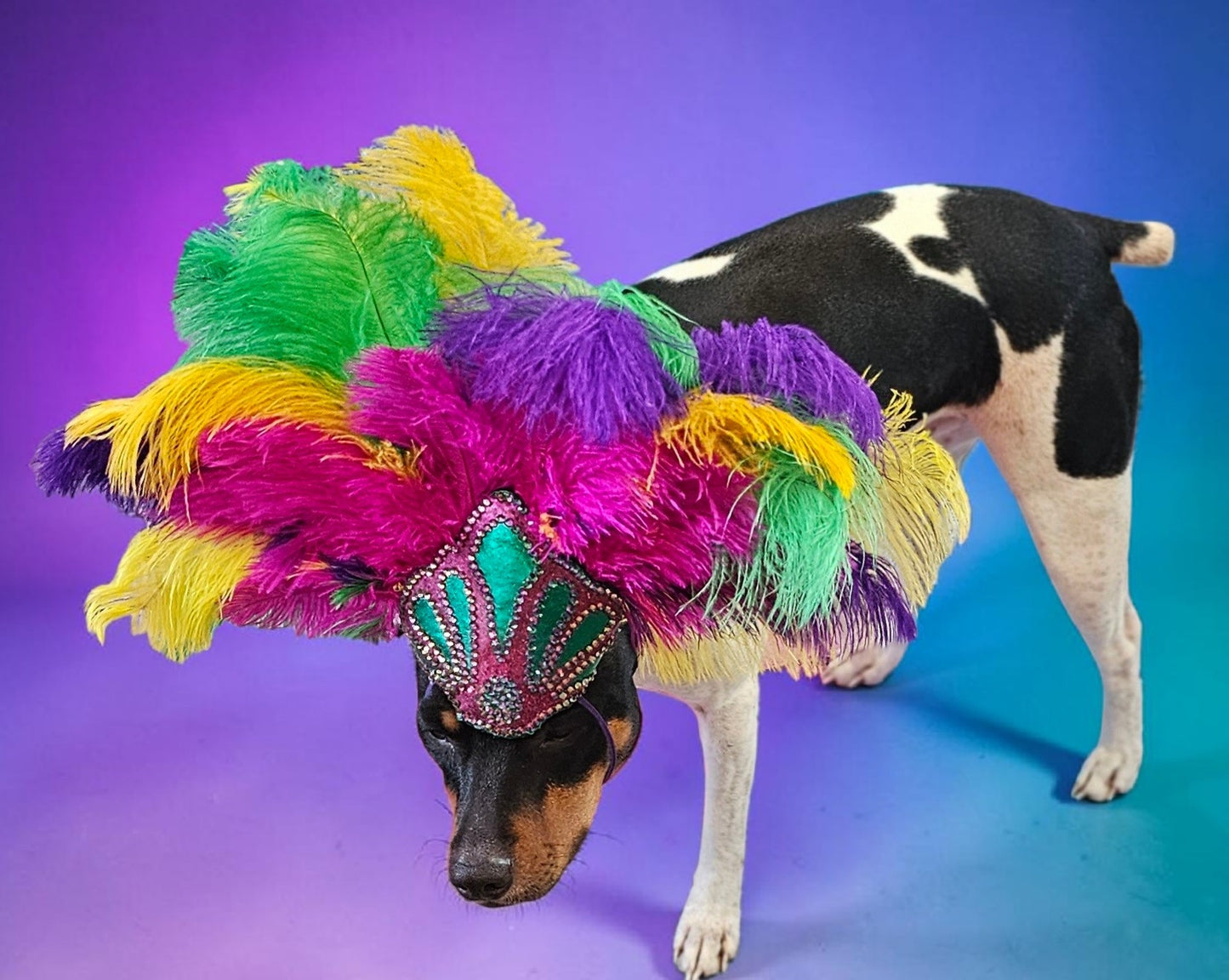 Mardi Gras pet feather showgirl headress, carnival feather pet headress