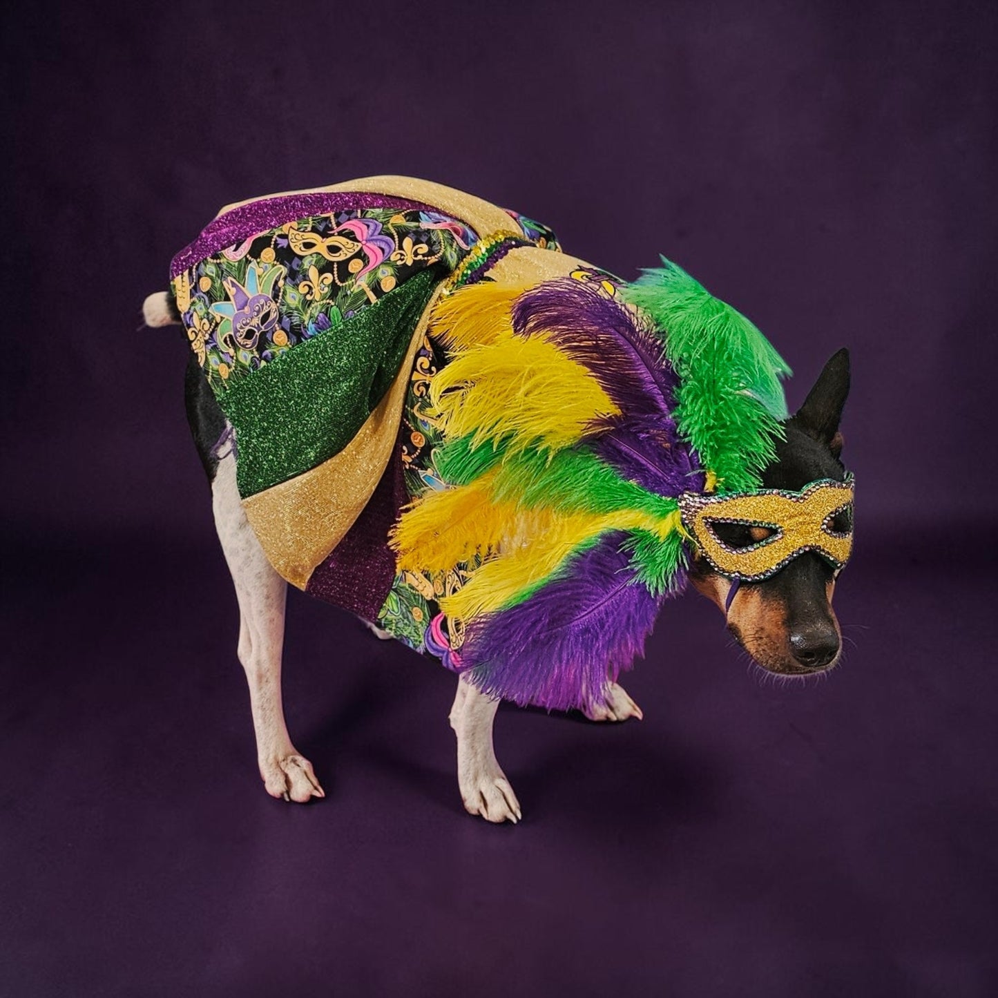 Mardi Gras Pet Masks, Mardi Gras Dog Mask, Fat Tuesday pet, feather pet mask