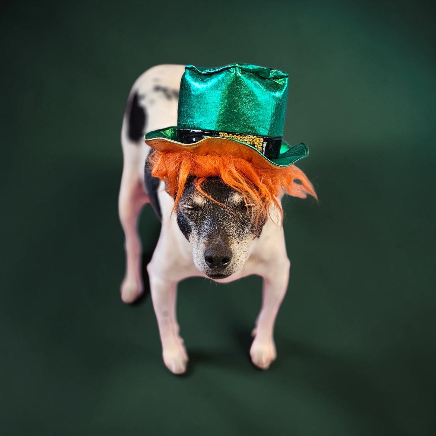 St. Patrick's Day pet hat with hair, leprechaun pet hat