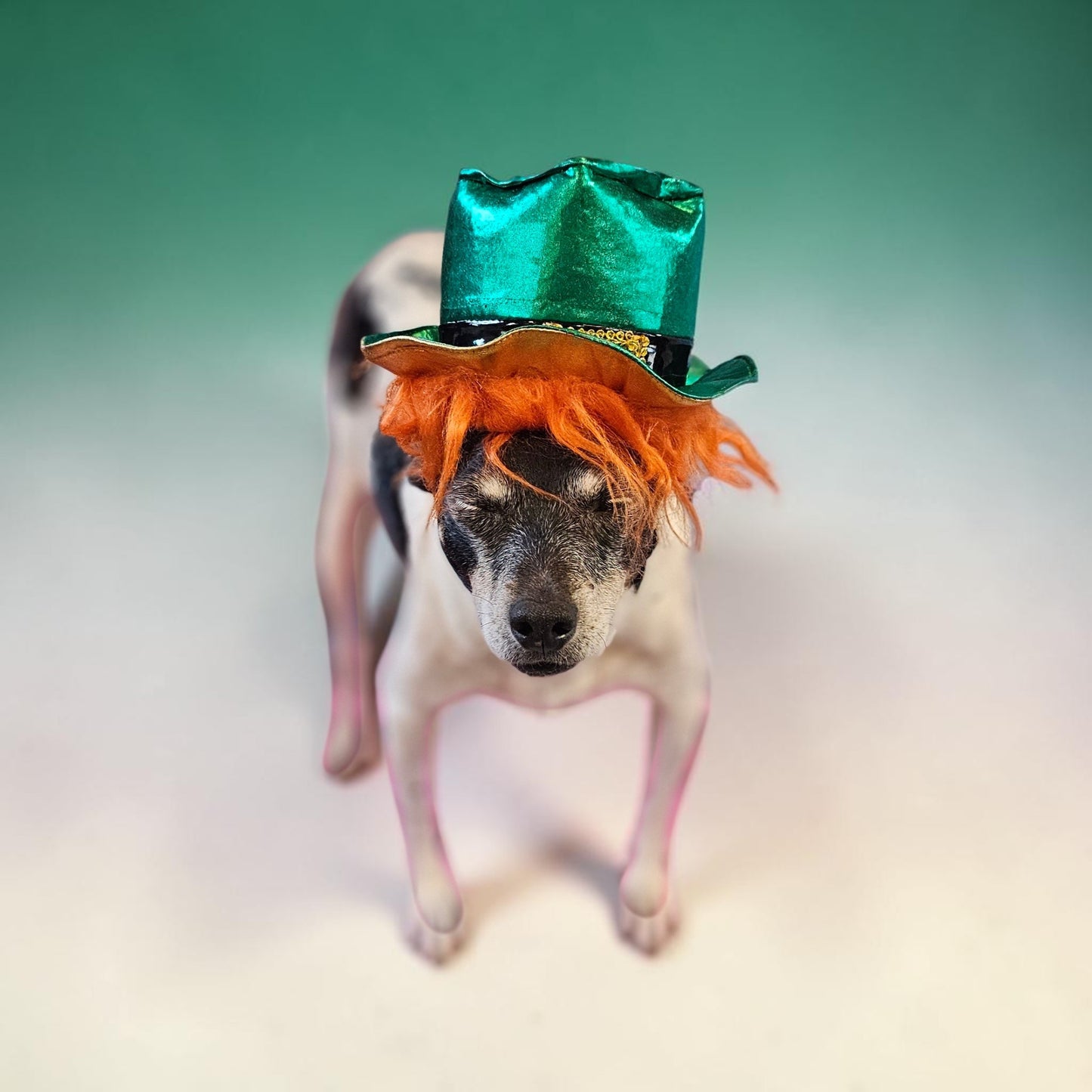 St. Patrick's Day pet hat with hair, leprechaun pet hat