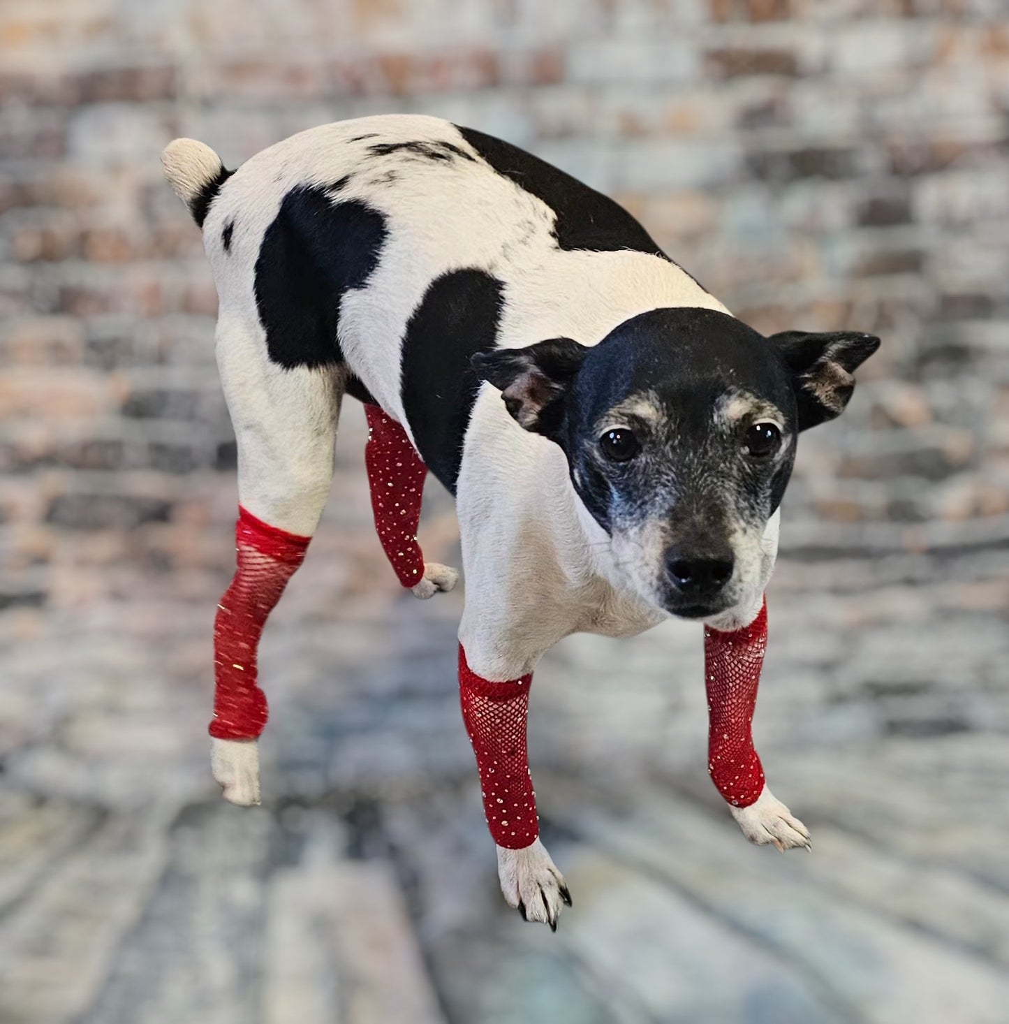 Fishnets for pets, dog fishnets, rhinestone fishnets for pets