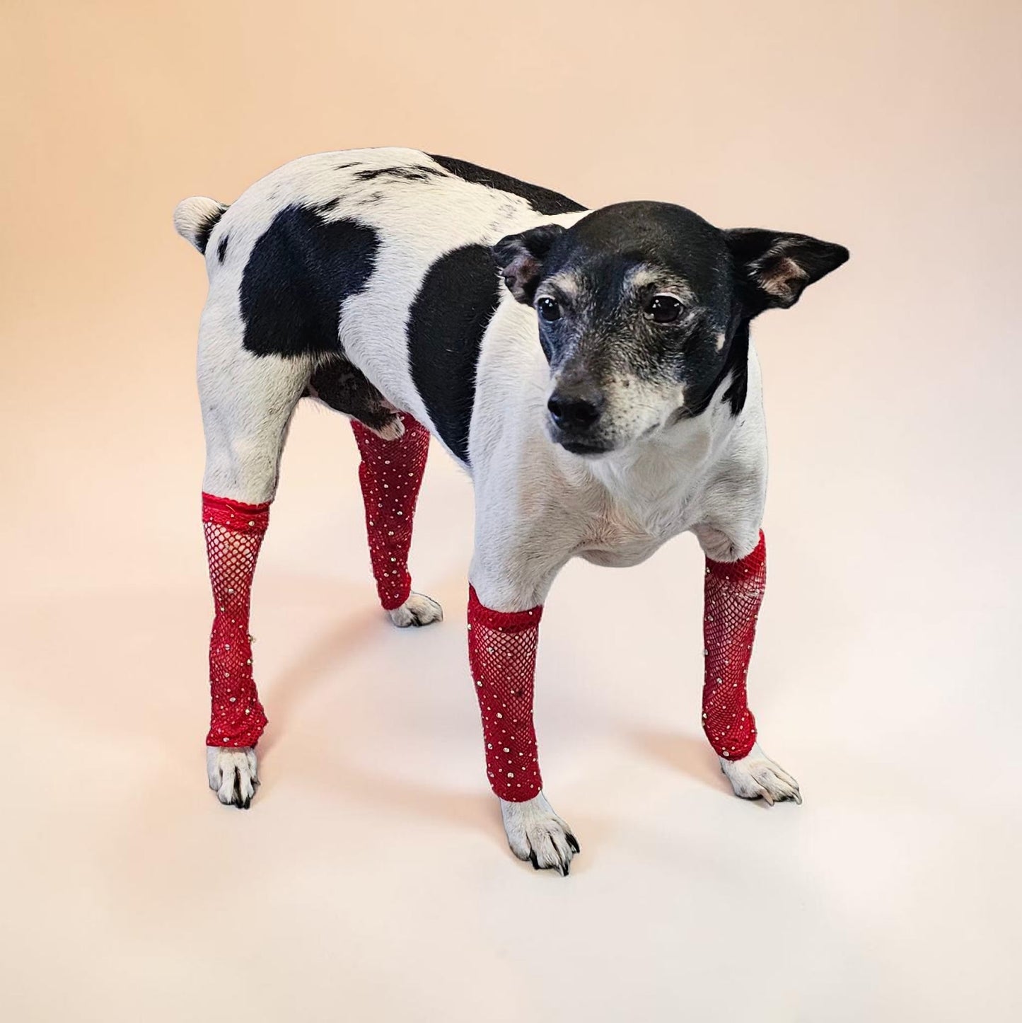 Fishnets for pets, dog fishnets, rhinestone fishnets for pets