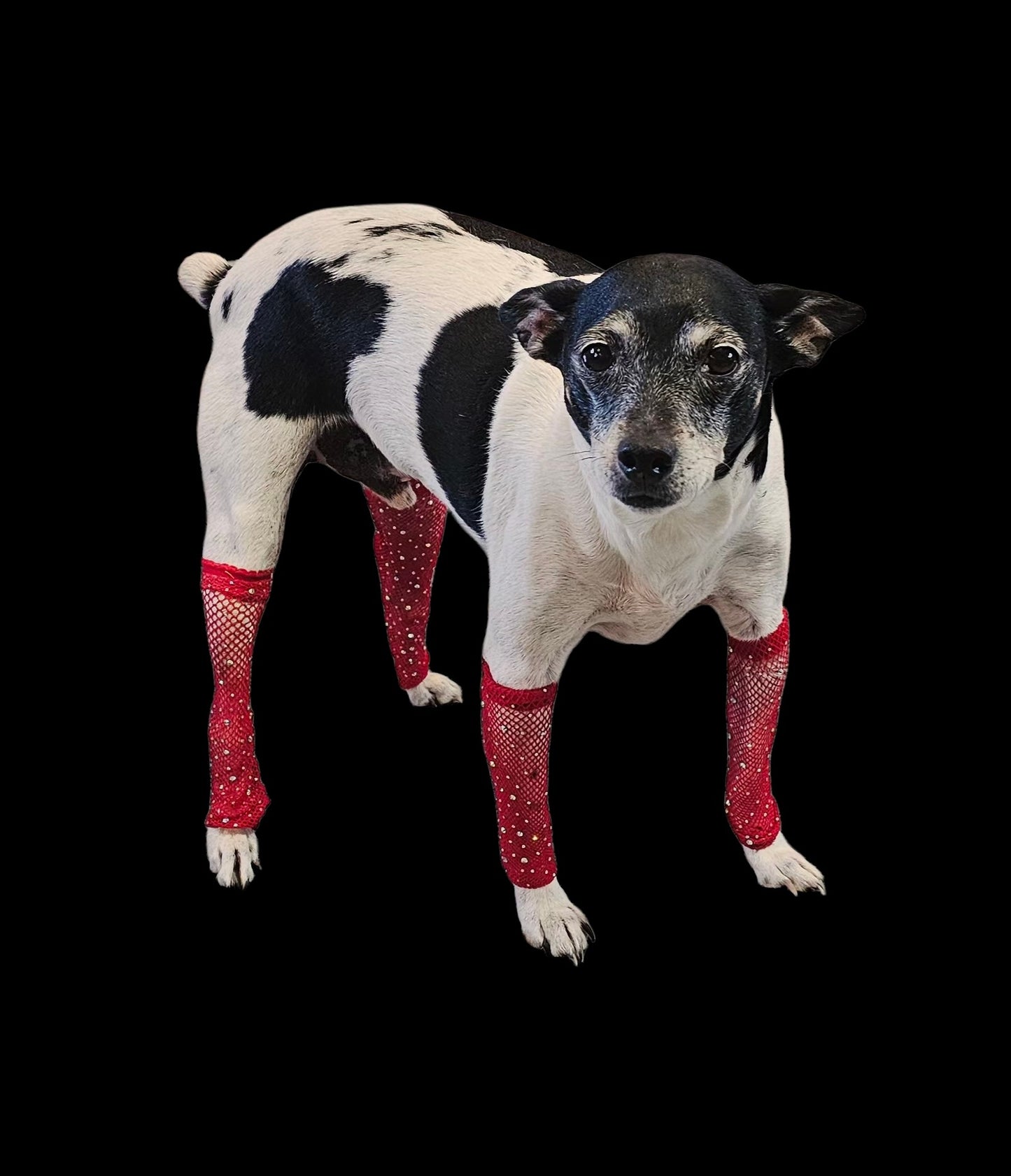 Fishnets for pets, dog fishnets, rhinestone fishnets for pets