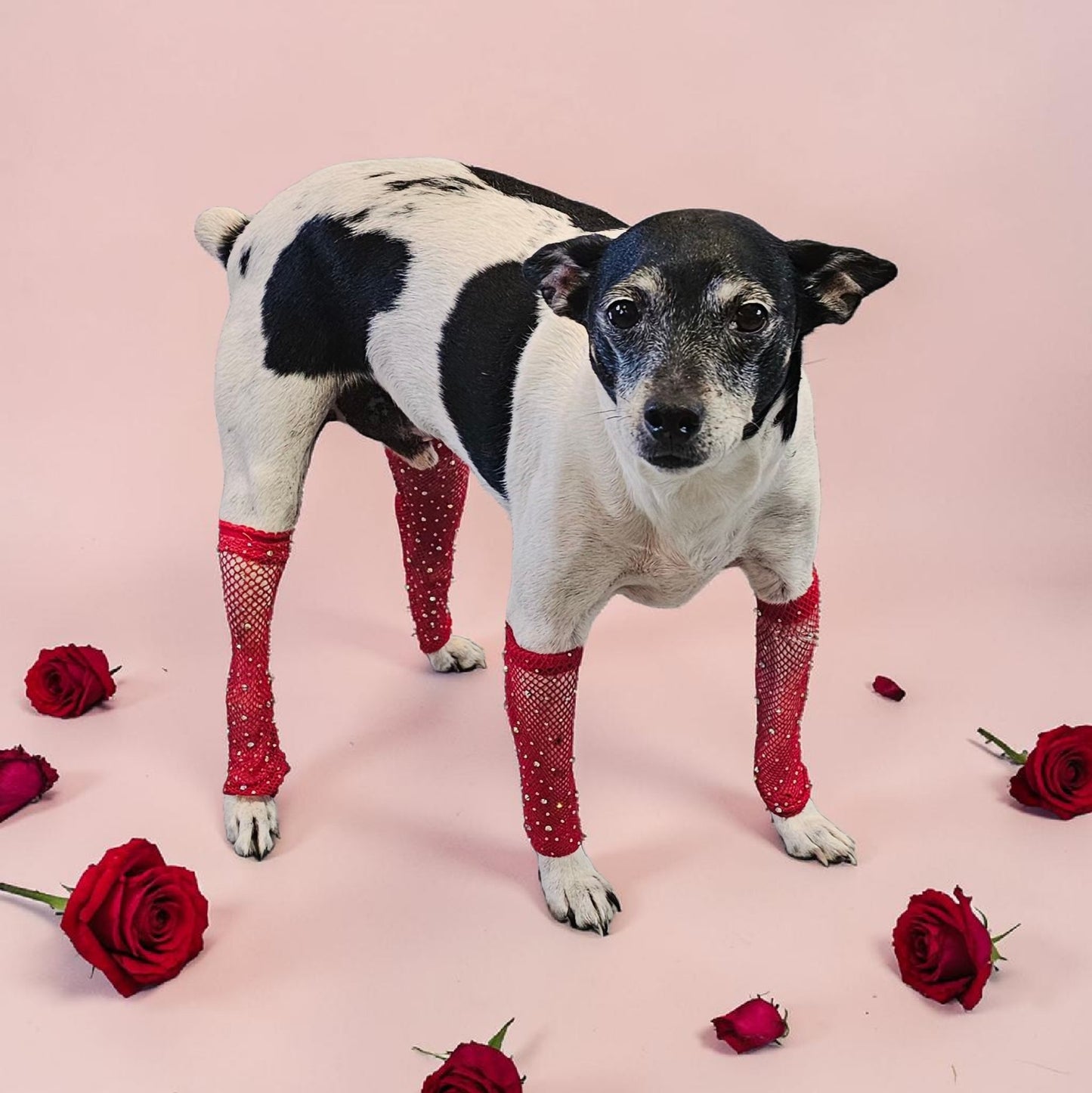Fishnets for pets, dog fishnets, rhinestone fishnets for pets