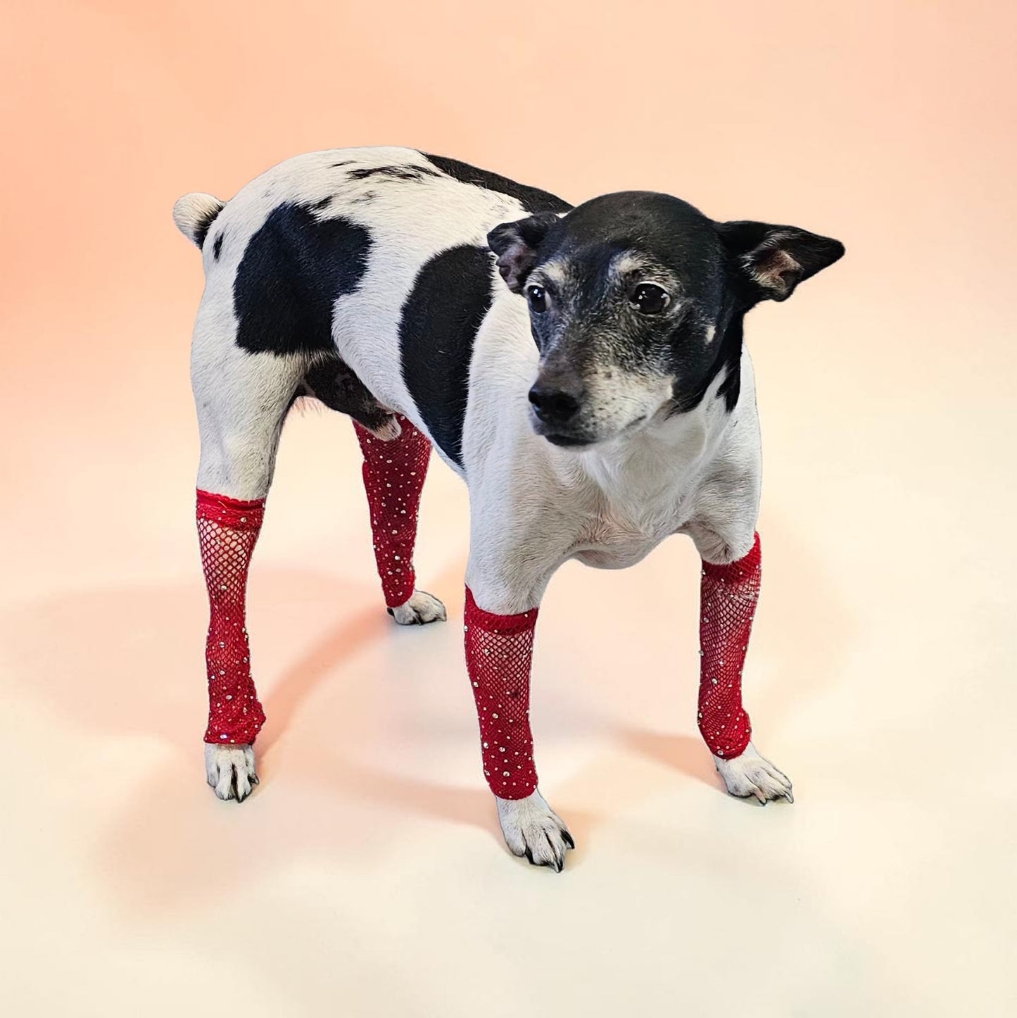 Fishnets for pets, dog fishnets, rhinestone fishnets for pets