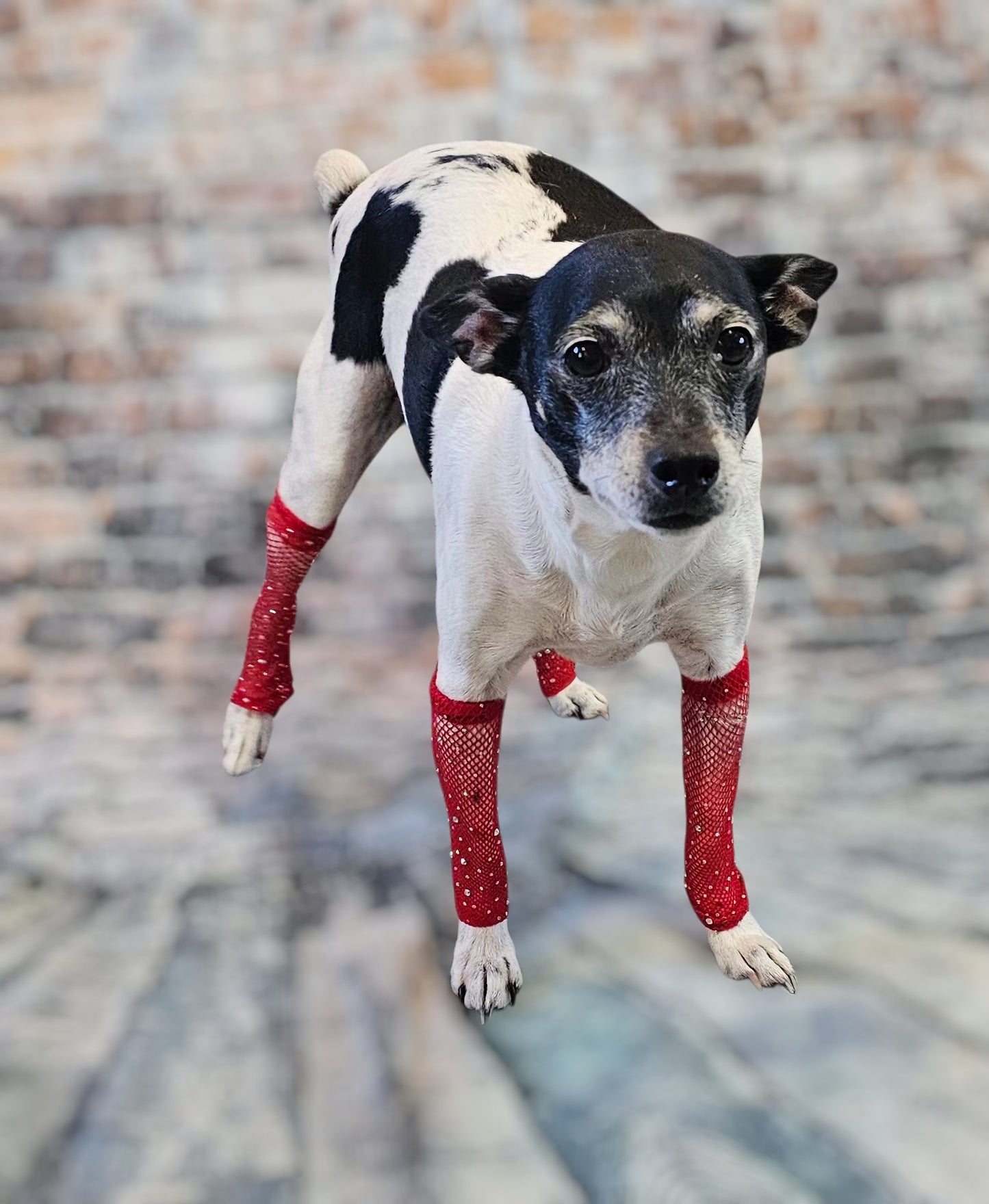 Fishnets for pets, dog fishnets, rhinestone fishnets for pets