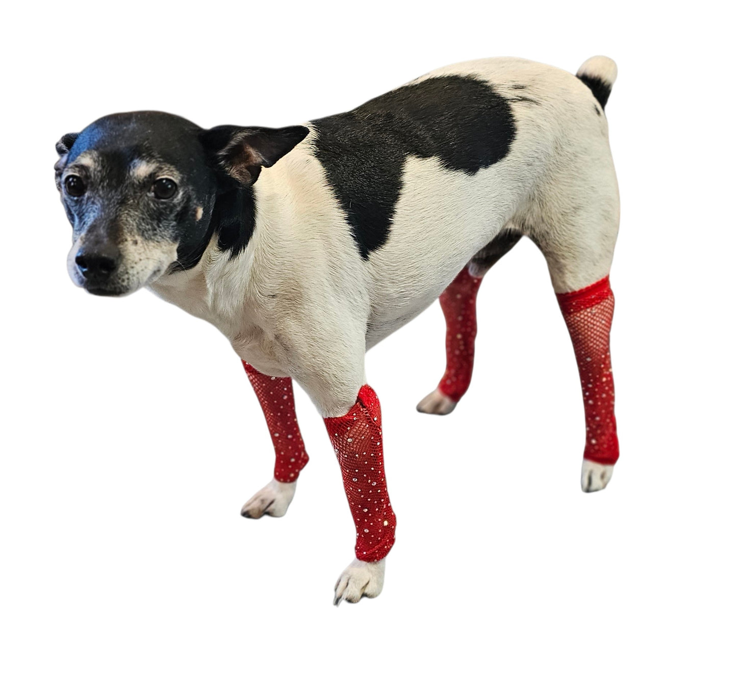 Fishnets for pets, dog fishnets, rhinestone fishnets for pets