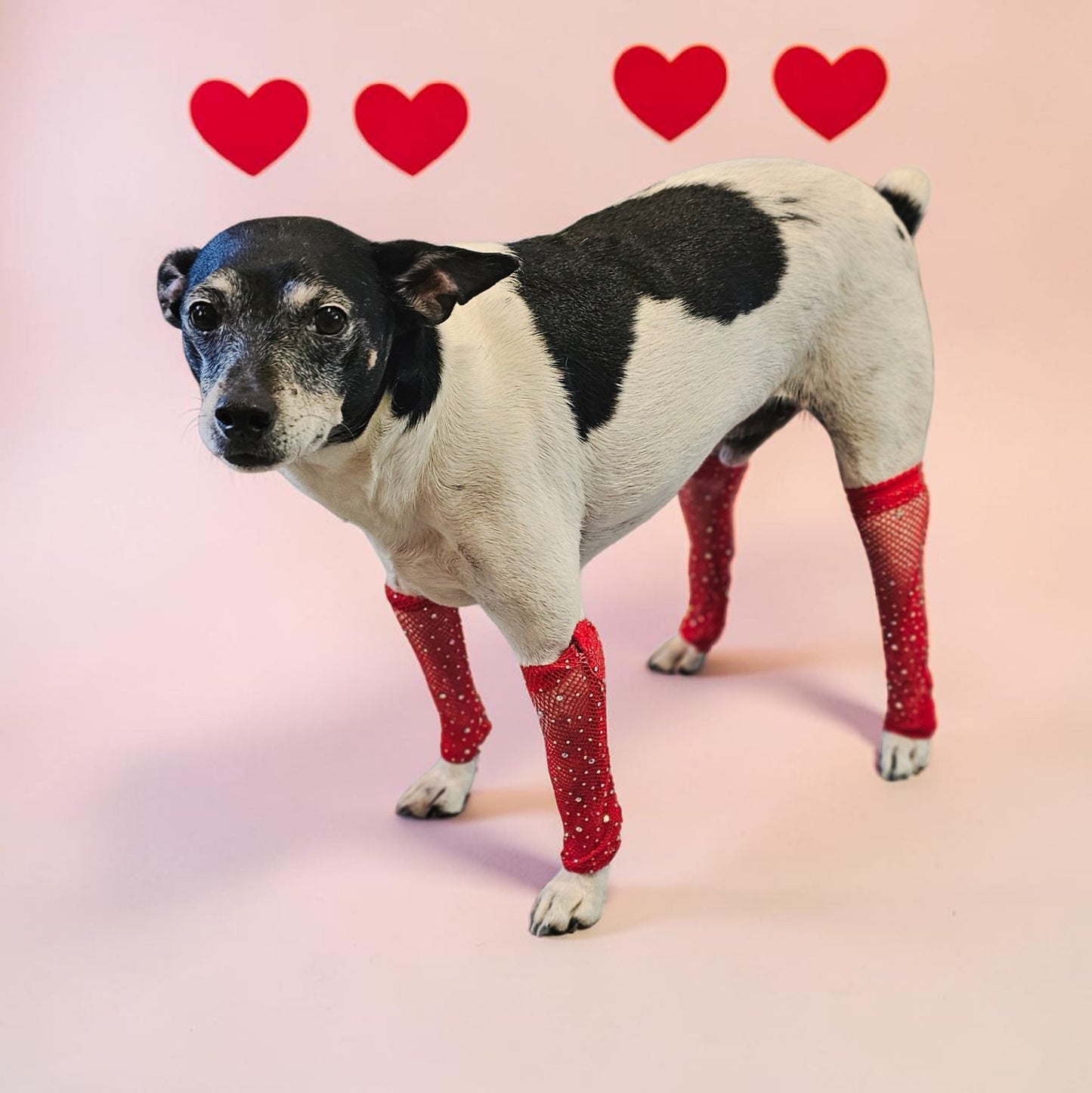 Fishnets for pets, dog fishnets, rhinestone fishnets for pets