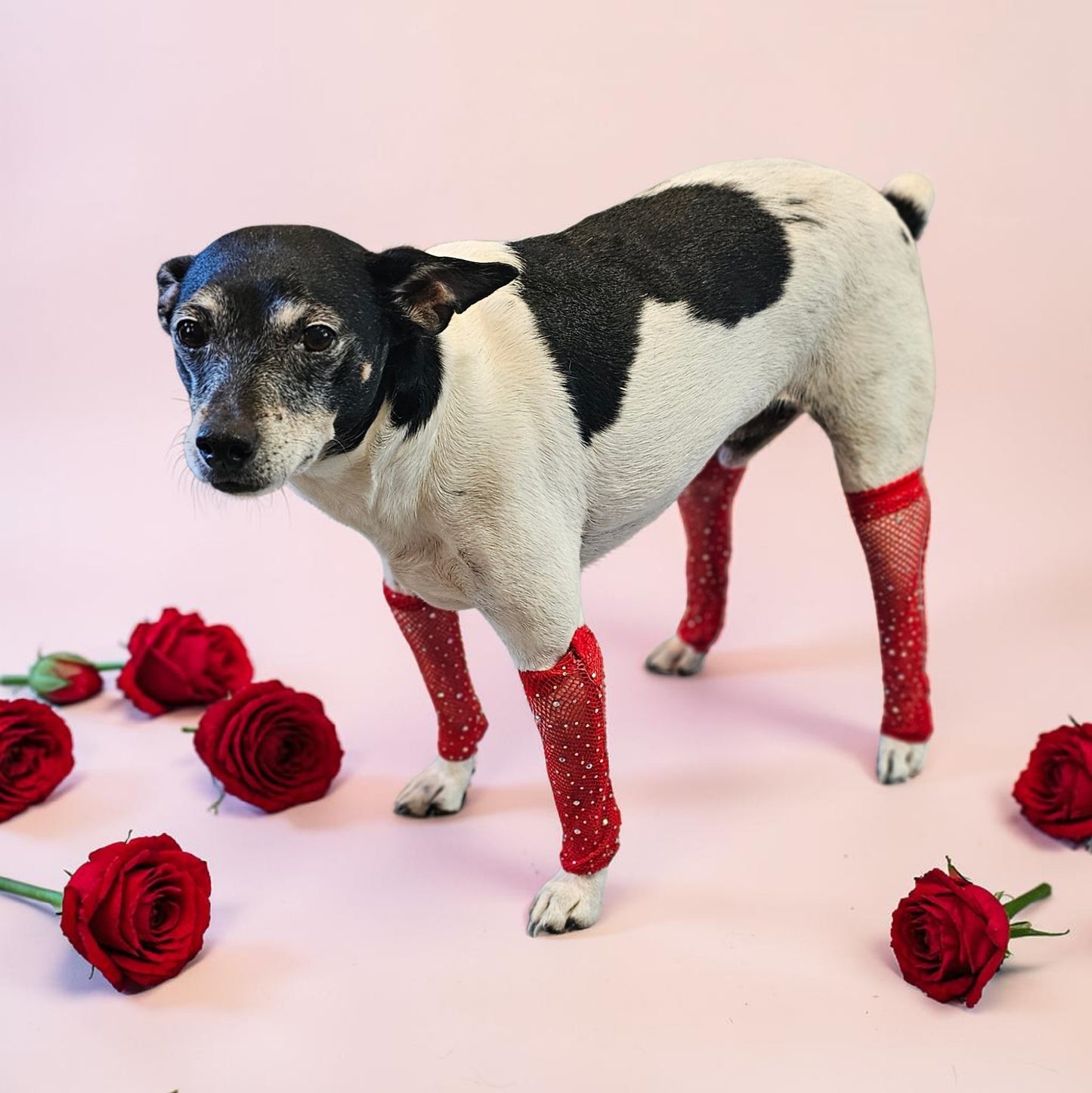 Fishnets for pets, dog fishnets, rhinestone fishnets for pets