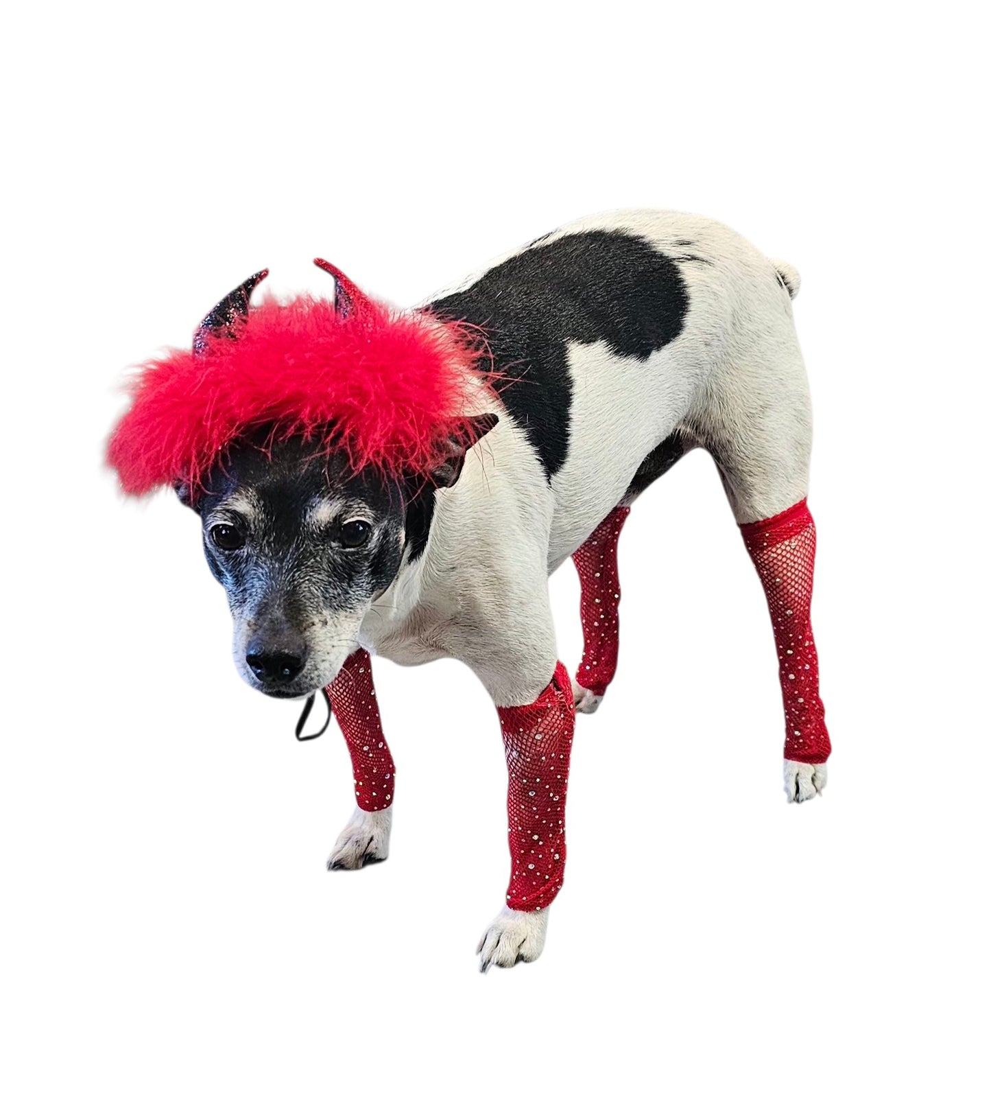 Fishnets for pets, dog fishnets, rhinestone fishnets for pets
