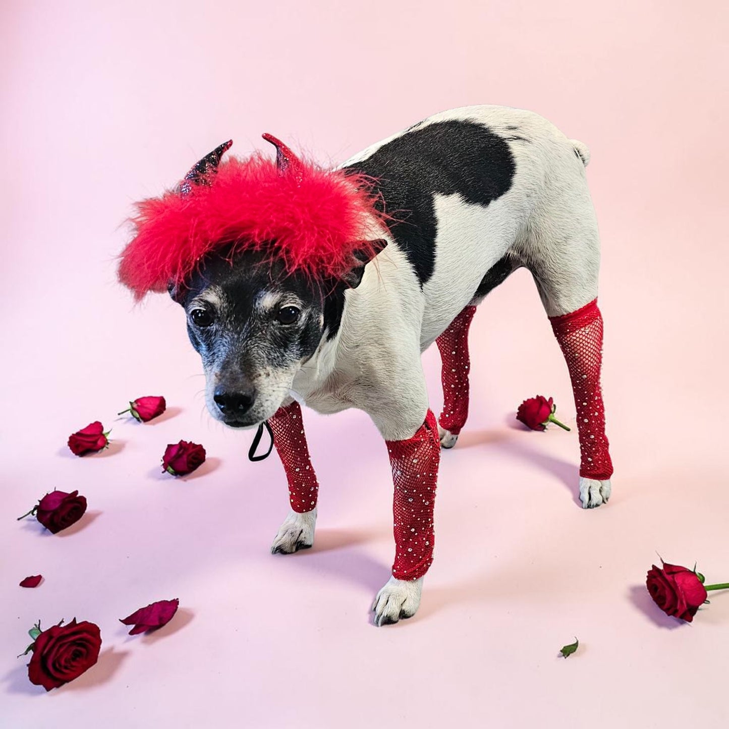 Fishnets for pets, dog fishnets, rhinestone fishnets for pets