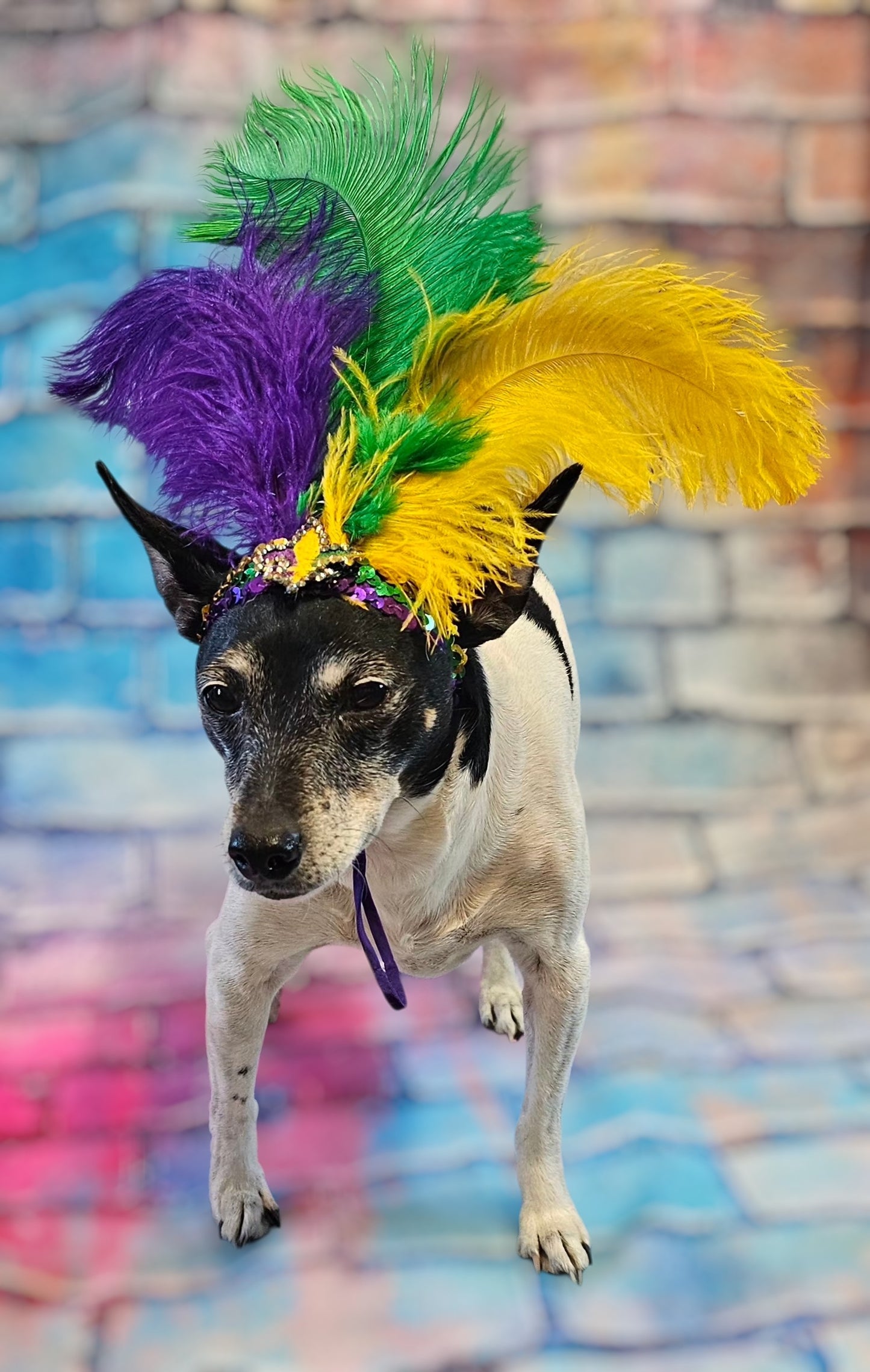 Mardi gras flapper pet headpiece, sequin feather dog headpiece