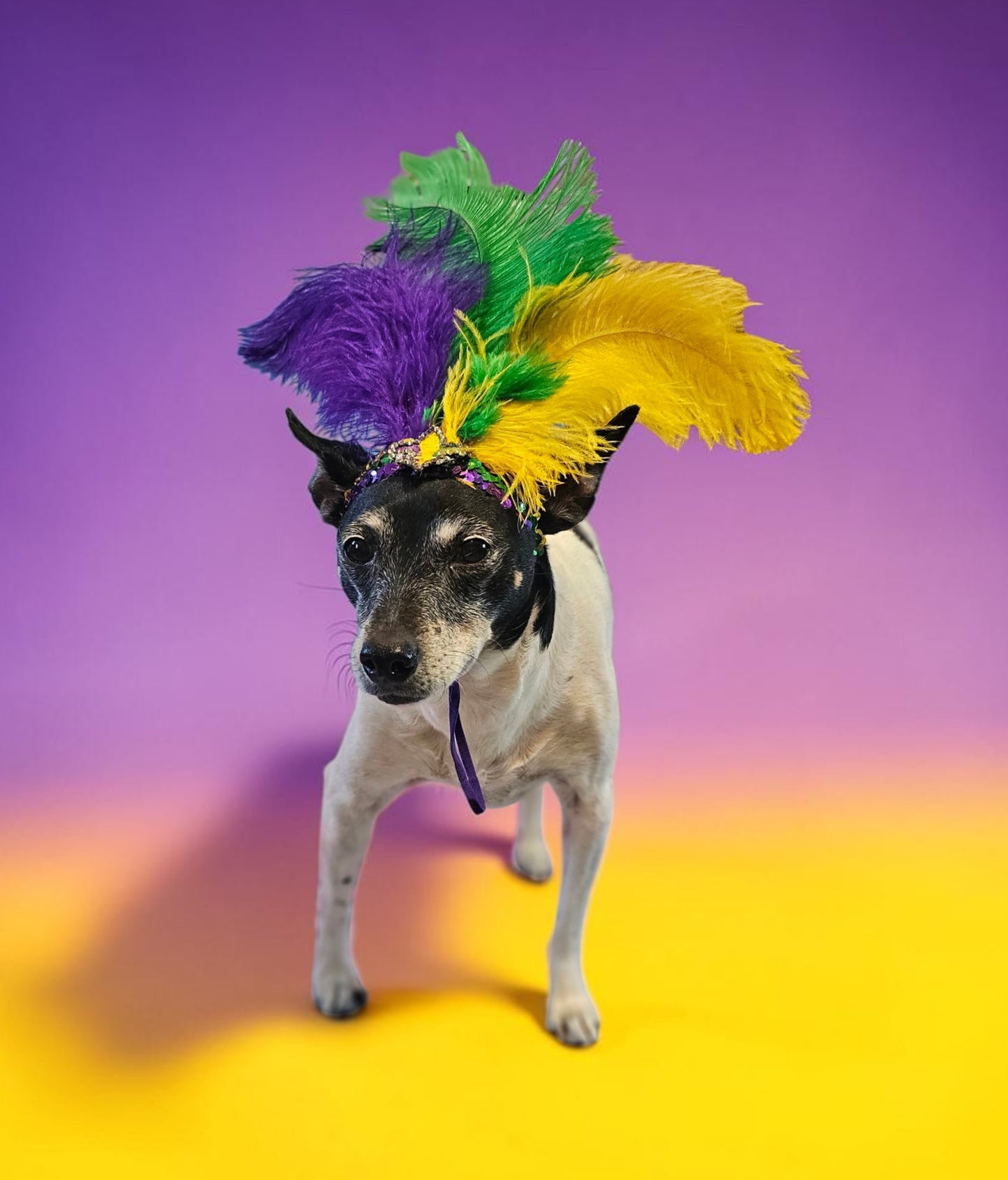 Mardi gras flapper pet headpiece, sequin feather dog headpiece