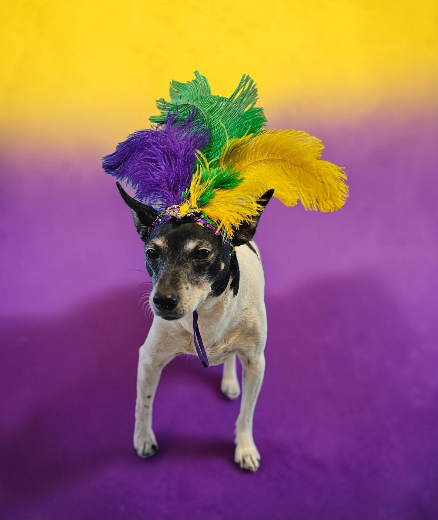 Mardi gras flapper pet headpiece, sequin feather dog headpiece