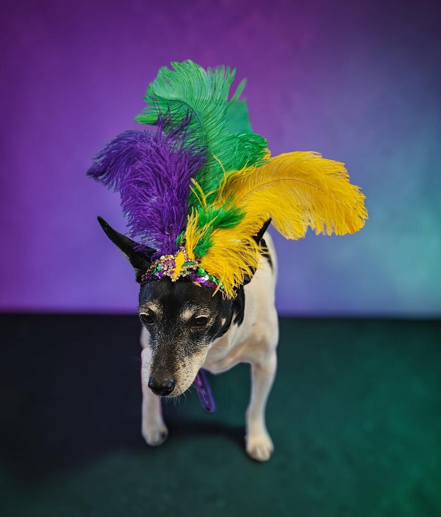 Mardi gras flapper pet headpiece, sequin feather dog headpiece