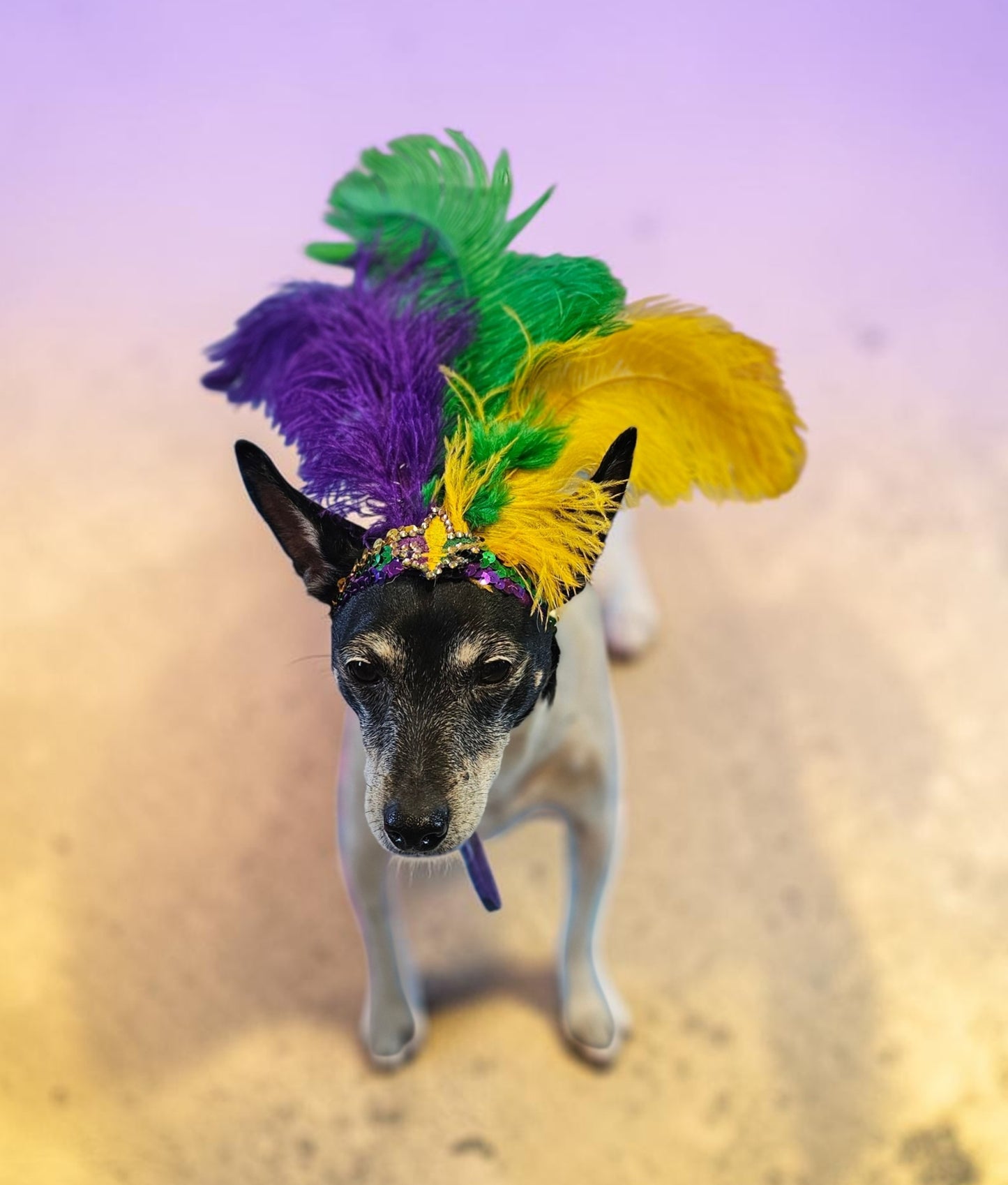 Mardi gras flapper pet headpiece, sequin feather dog headpiece