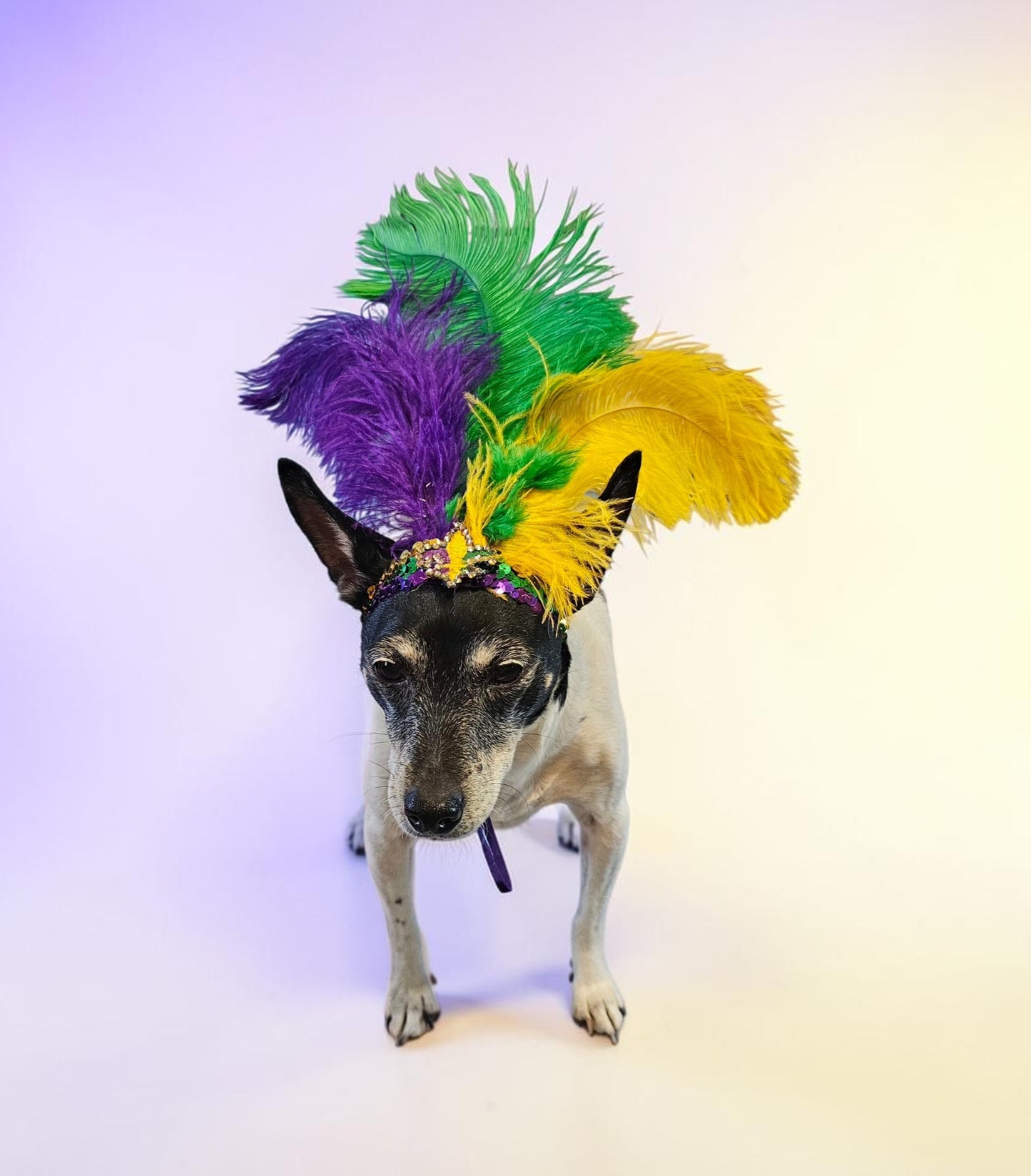 Mardi gras flapper pet headpiece, sequin feather dog headpiece