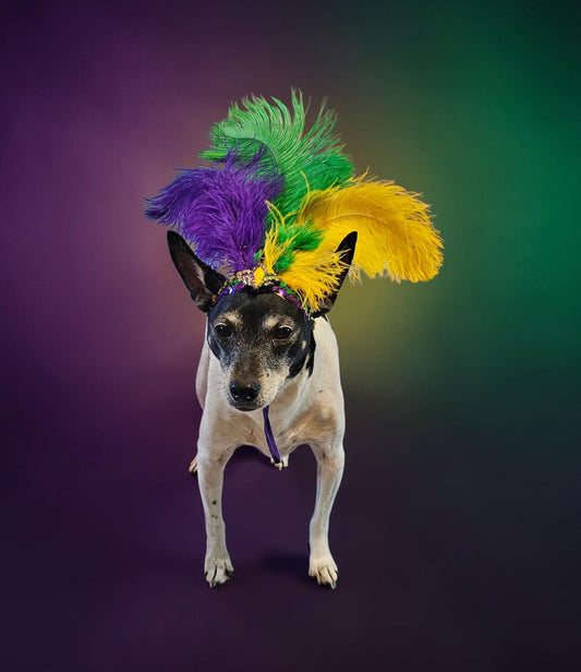 Mardi gras flapper pet headpiece, sequin feather dog headpiece