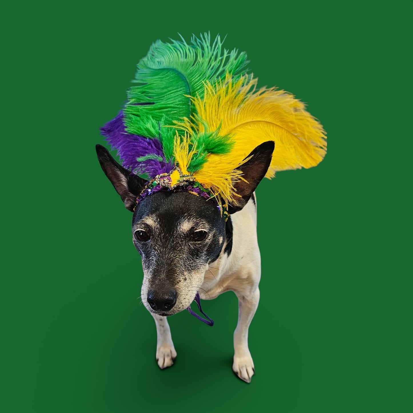 Mardi gras flapper pet headpiece, sequin feather dog headpiece