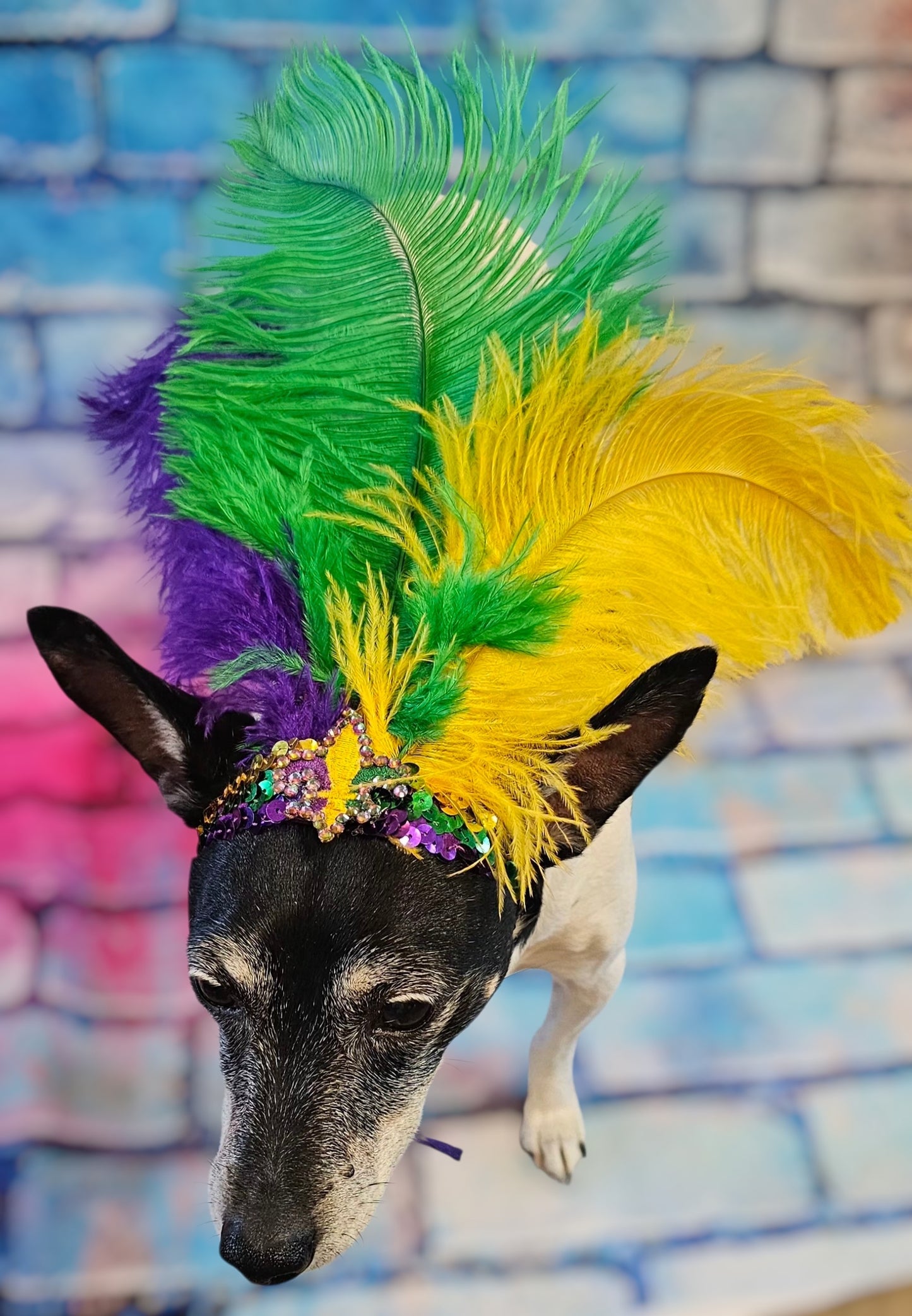 Mardi gras flapper pet headpiece, sequin feather dog headpiece
