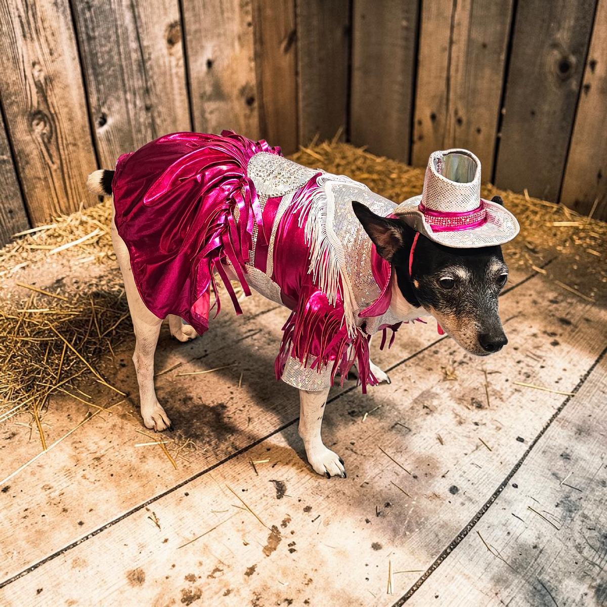 Dolly Patron pet costume, Metallic fringe country western pet dress costume, Rhinestone cowgirl fringe pet dress costume