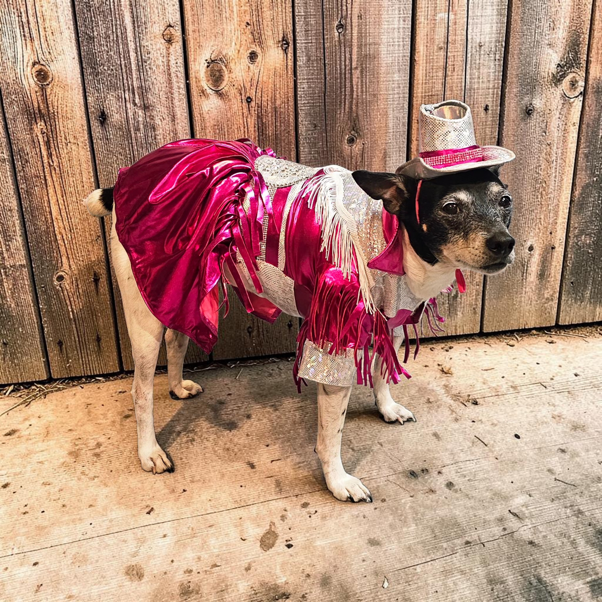 Dolly Patron pet costume, Metallic fringe country western pet dress costume, Rhinestone cowgirl fringe pet dress costume