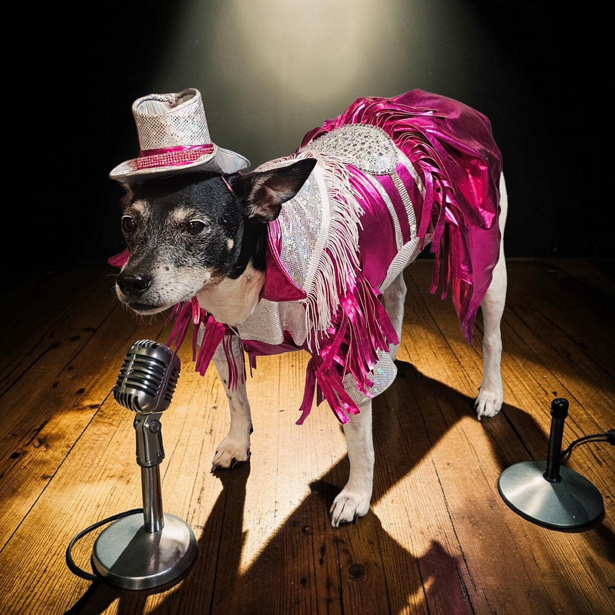 Dolly Patron pet costume, Metallic fringe country western pet dress costume, Rhinestone cowgirl fringe pet dress costume