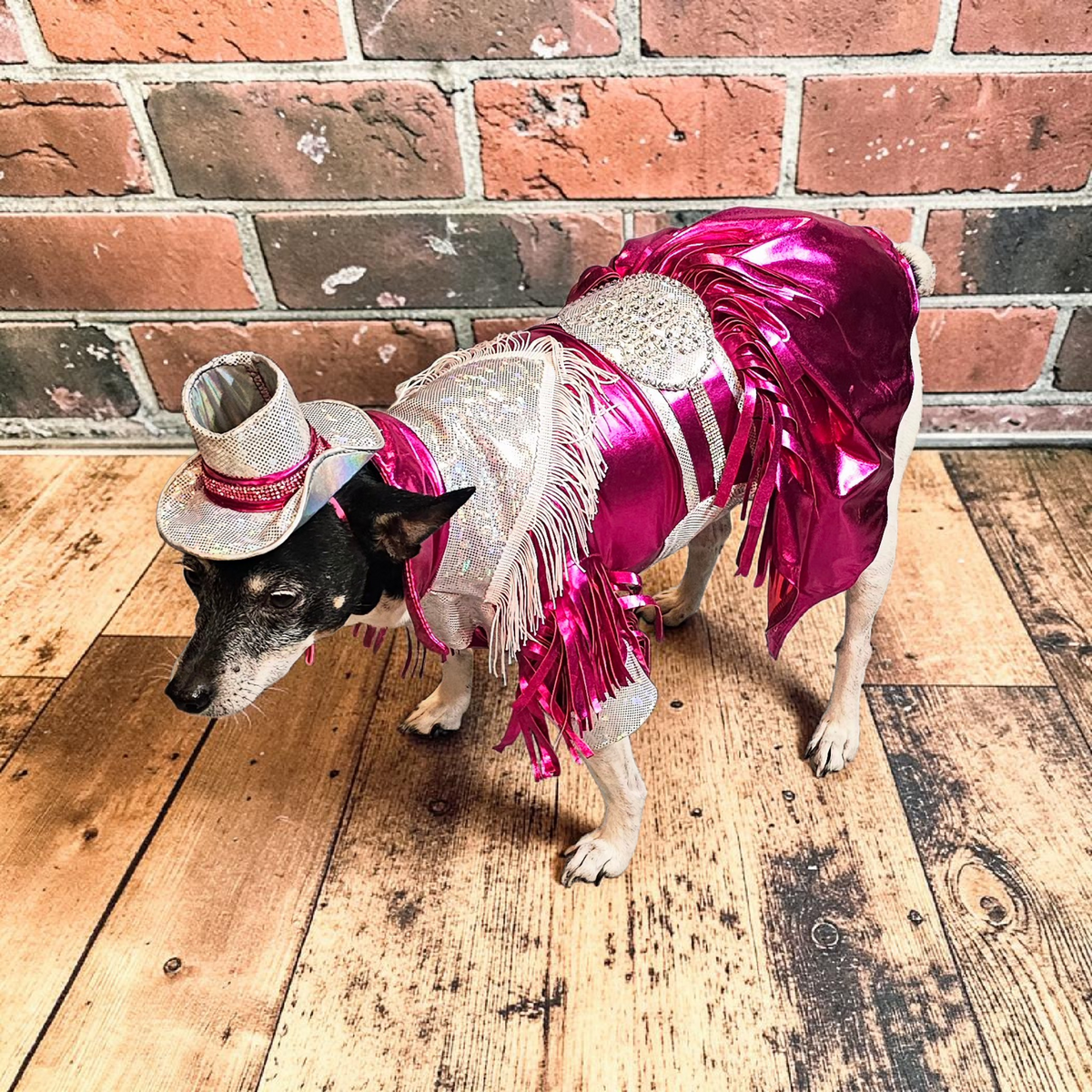 Dolly Patron pet costume, Metallic fringe country western pet dress costume, Rhinestone cowgirl fringe pet dress costume