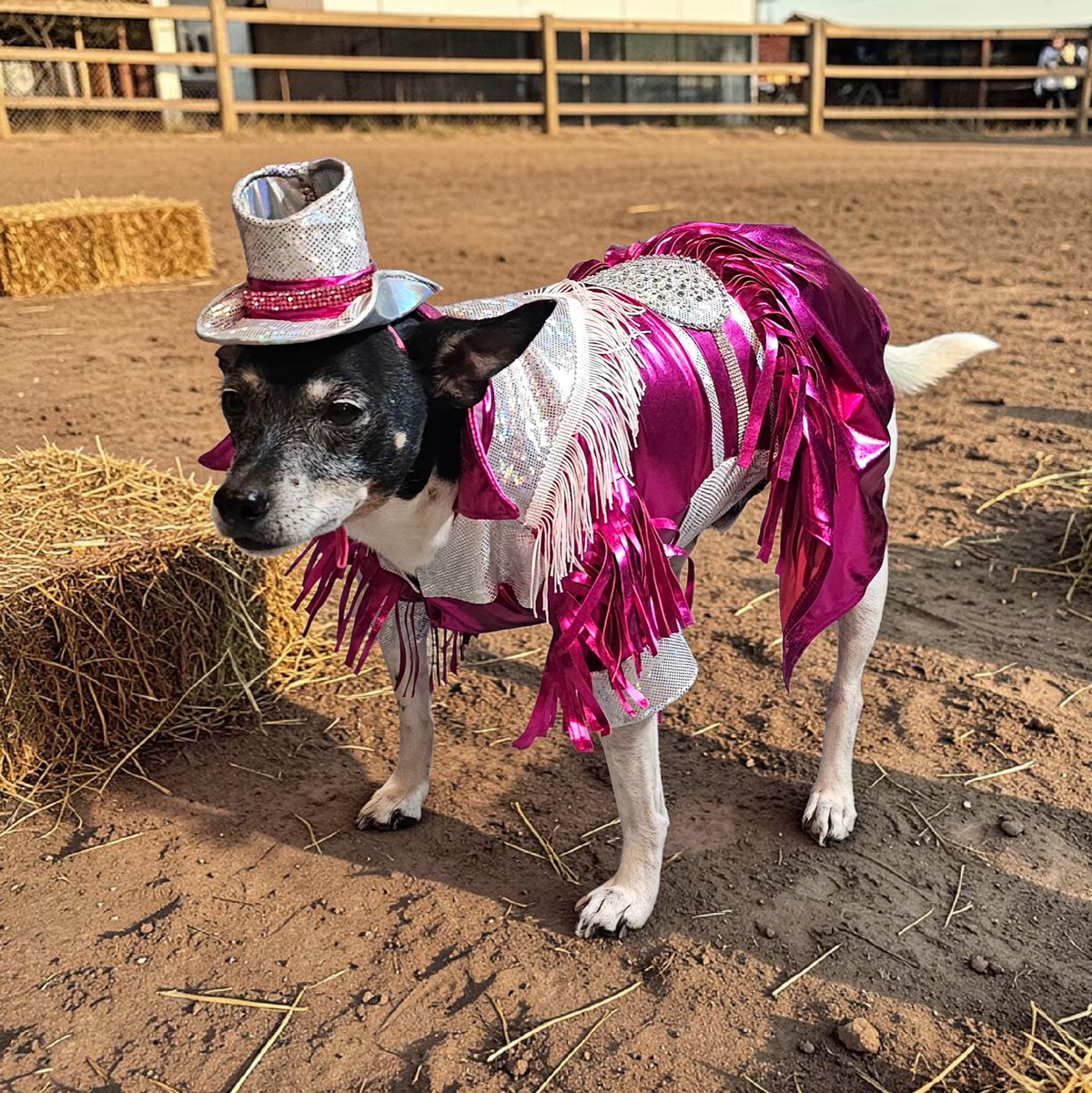 Dolly Patron pet costume, Metallic fringe country western pet dress costume, Rhinestone cowgirl fringe pet dress costume