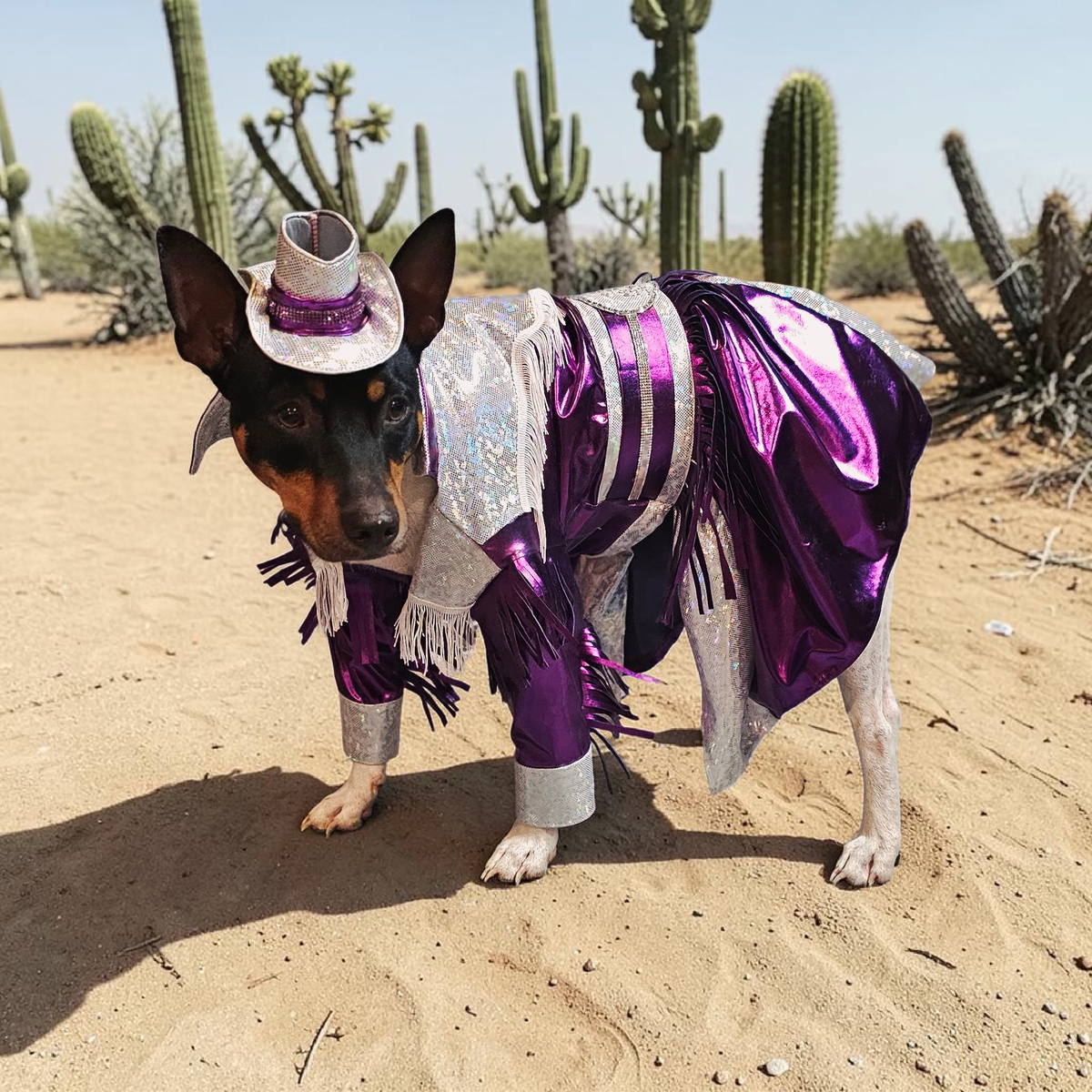 Dolly Patron pet costume, Metallic fringe country western pet dress costume, Rhinestone cowgirl fringe pet dress costume