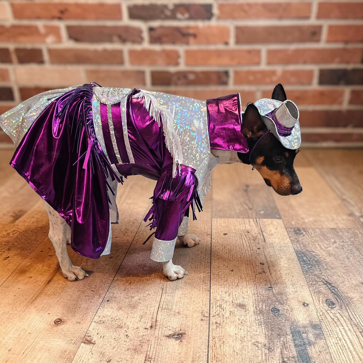 Dolly Patron pet costume, Metallic fringe country western pet dress costume, Rhinestone cowgirl fringe pet dress costume