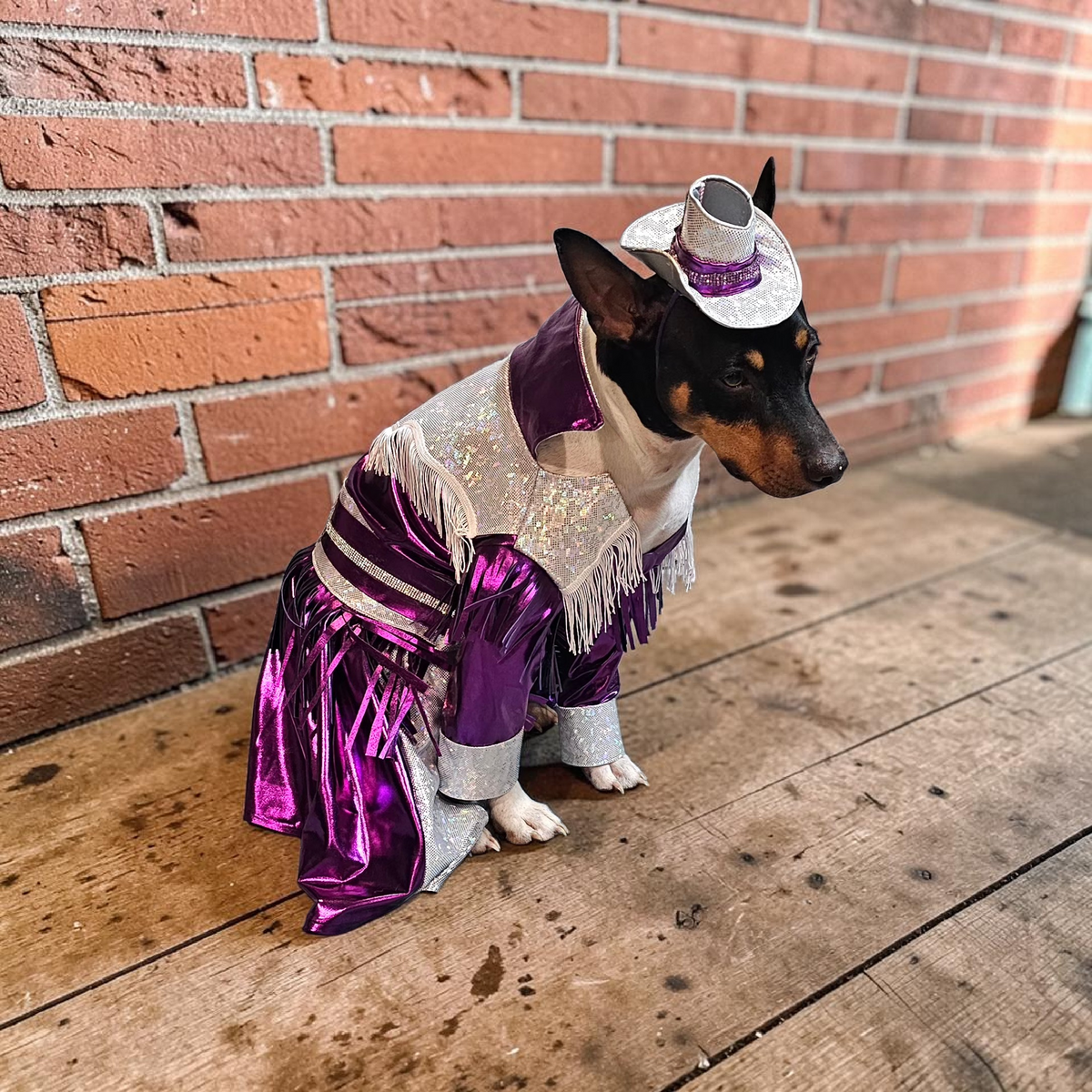 Dolly Patron pet costume, Metallic fringe country western pet dress costume, Rhinestone cowgirl fringe pet dress costume