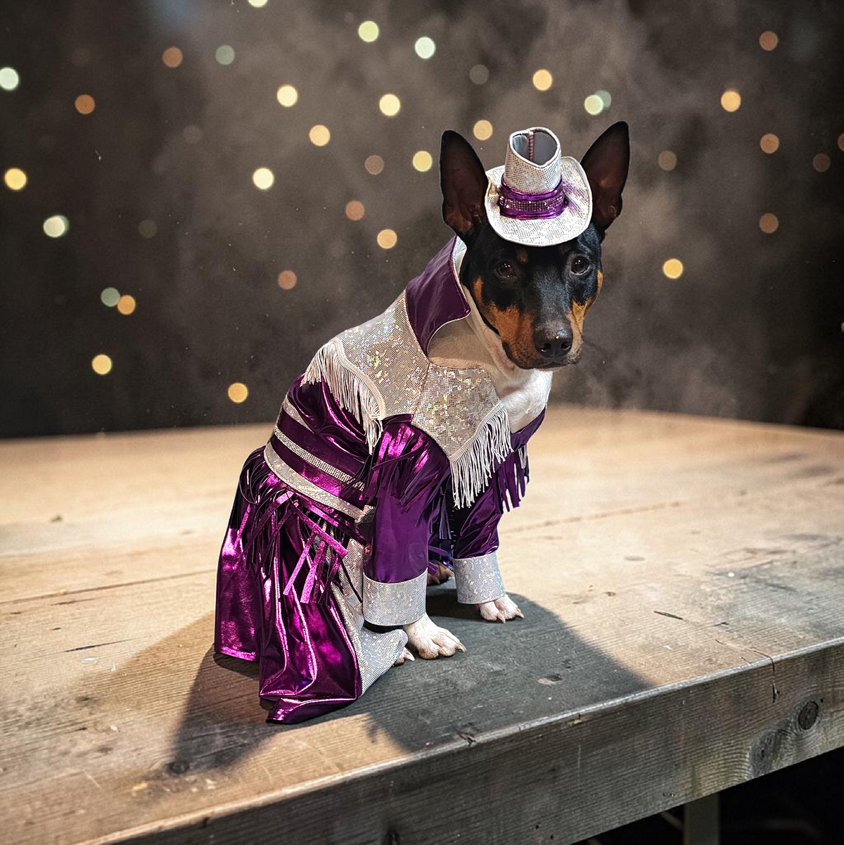 Dolly Patron pet costume, Metallic fringe country western pet dress costume, Rhinestone cowgirl fringe pet dress costume