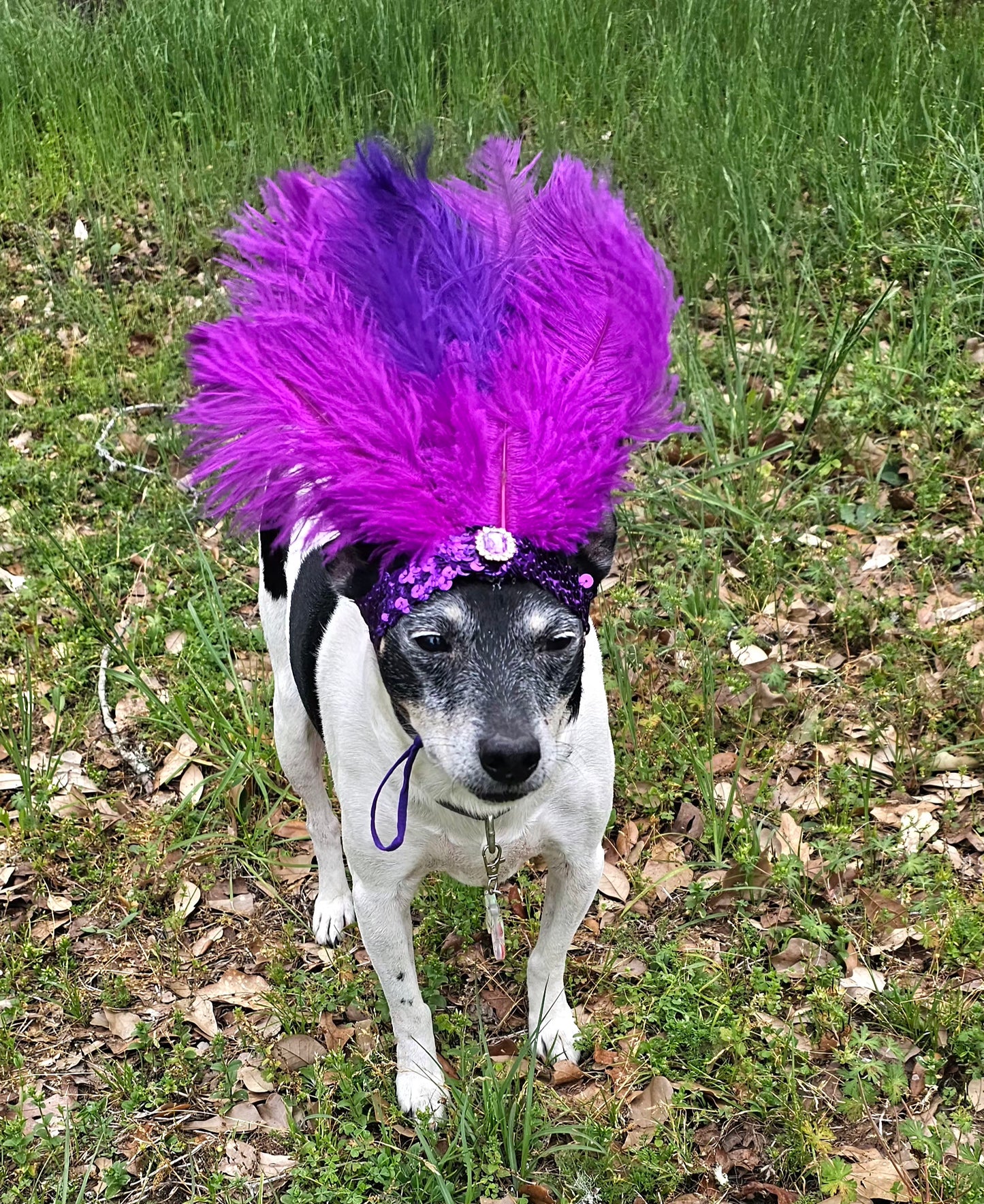 Flapper feather Pet head piece, flapper sequin feather pet head band, flapper pet costume