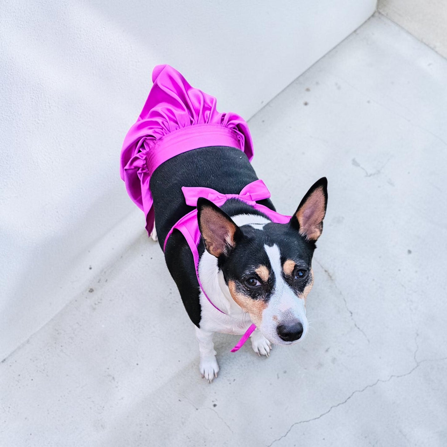 Swimsuit for pets, pet bathing suits, 2-piece pet bathing suit with skirt