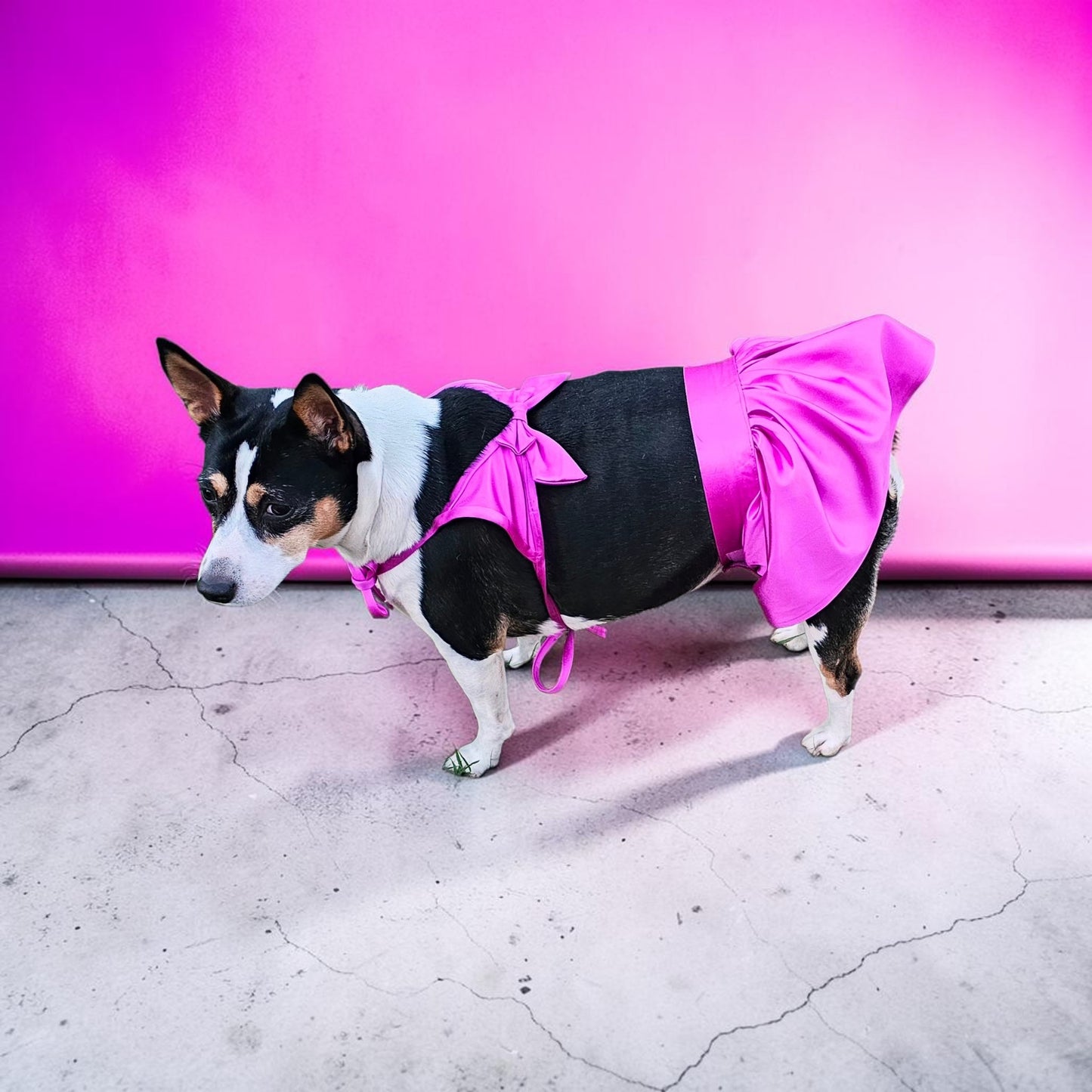 Swimsuit for pets, pet bathing suits, 2-piece pet bathing suit with skirt