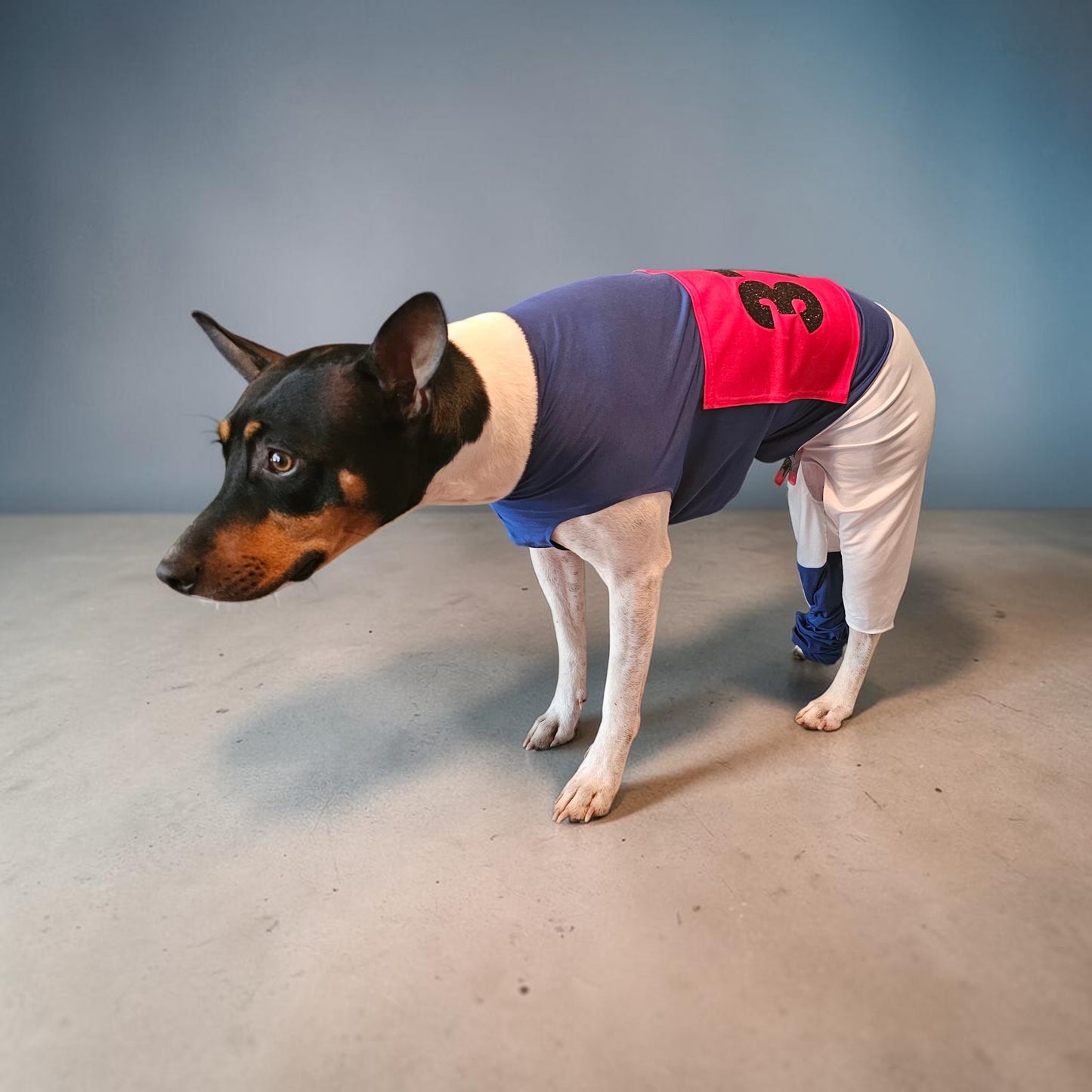 80s pet track suit, one-leg pet track suit, Florence Joyner pet suit, Flo Jo dog track suit