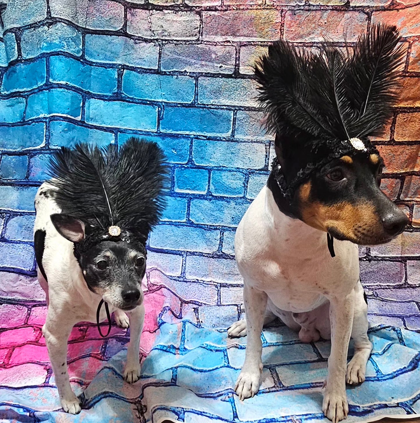 Flapper feather Pet head piece, flapper sequin feather pet head band, flapper pet costume