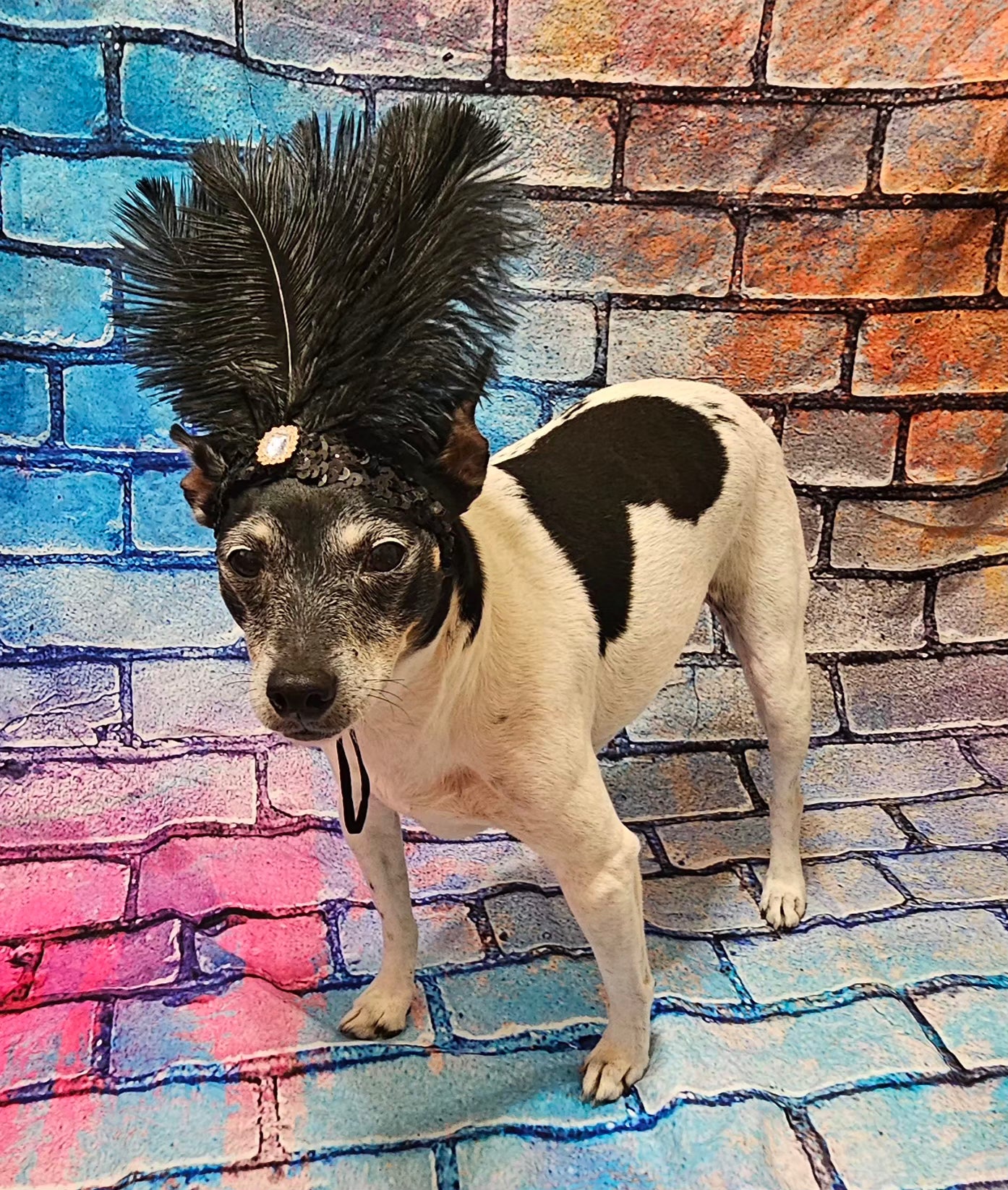 Flapper feather Pet head piece, flapper sequin feather pet head band, flapper pet costume