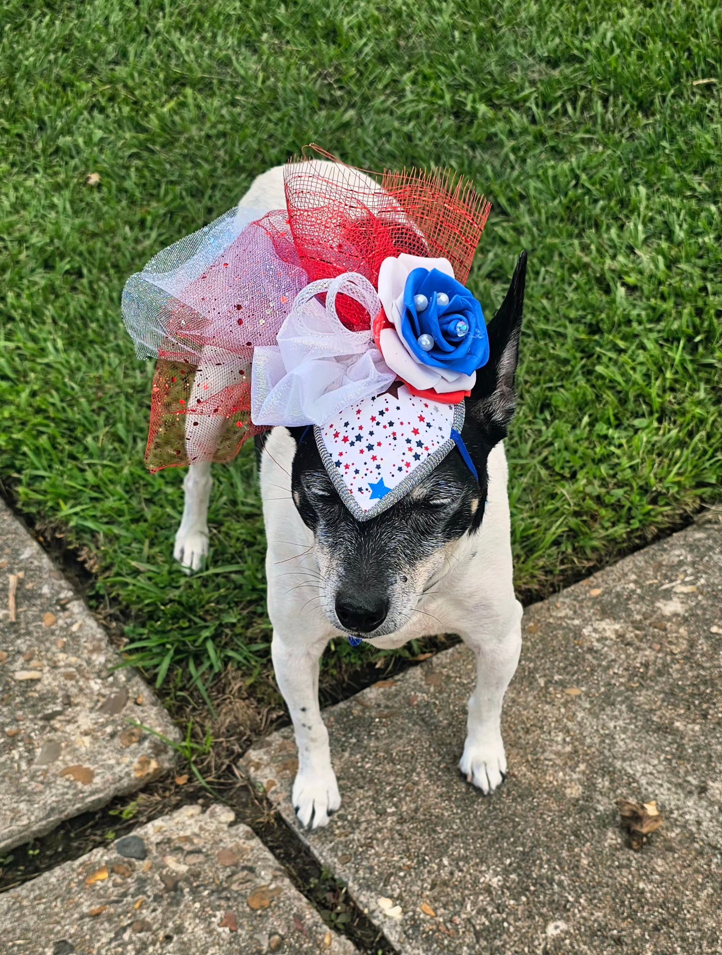 Patriotic pet fascinator hat, Patriotic Kentucky derby Pet Hat, Dog fascinator