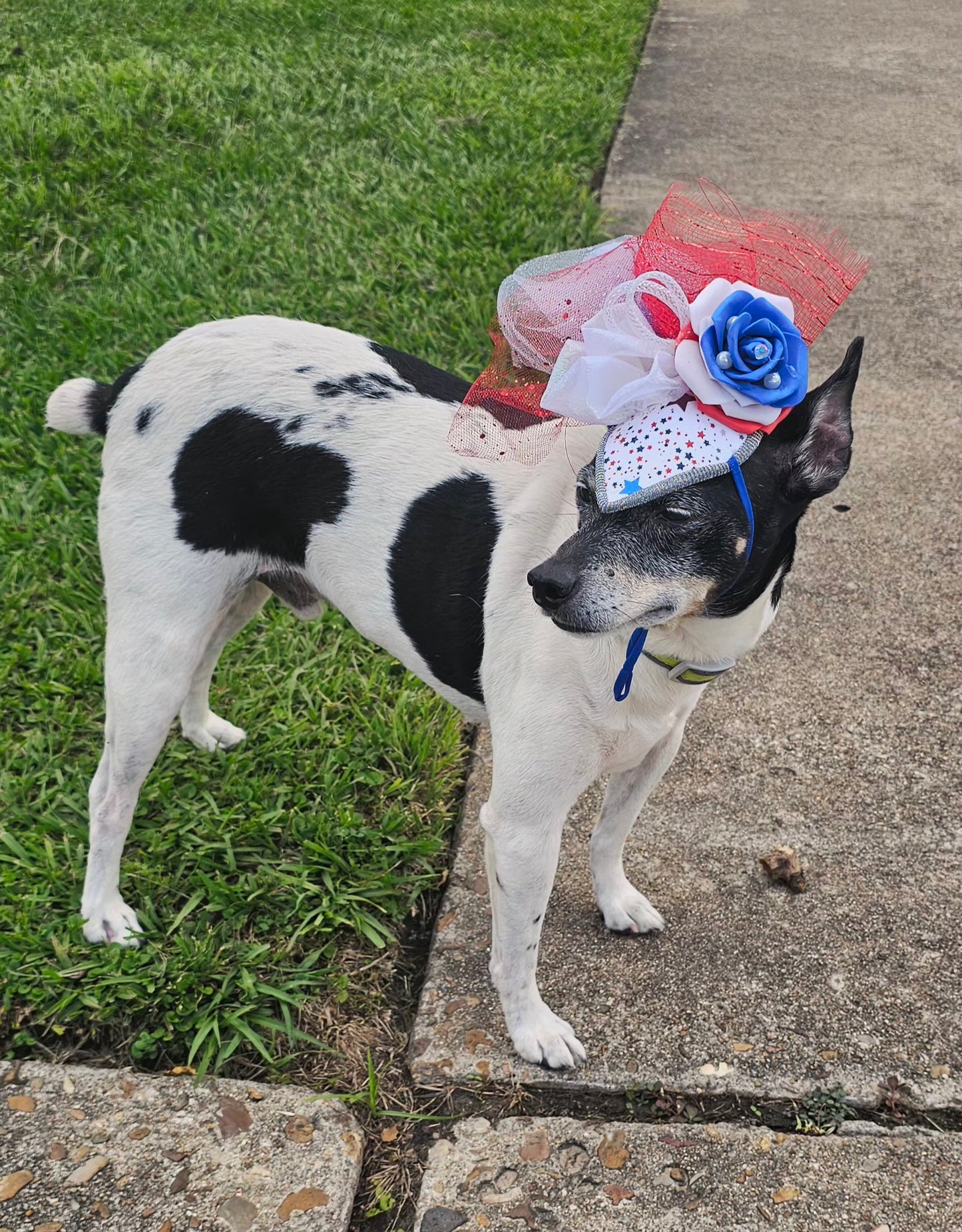 Patriotic pet fascinator hat, Patriotic Kentucky derby Pet Hat, Dog fascinator