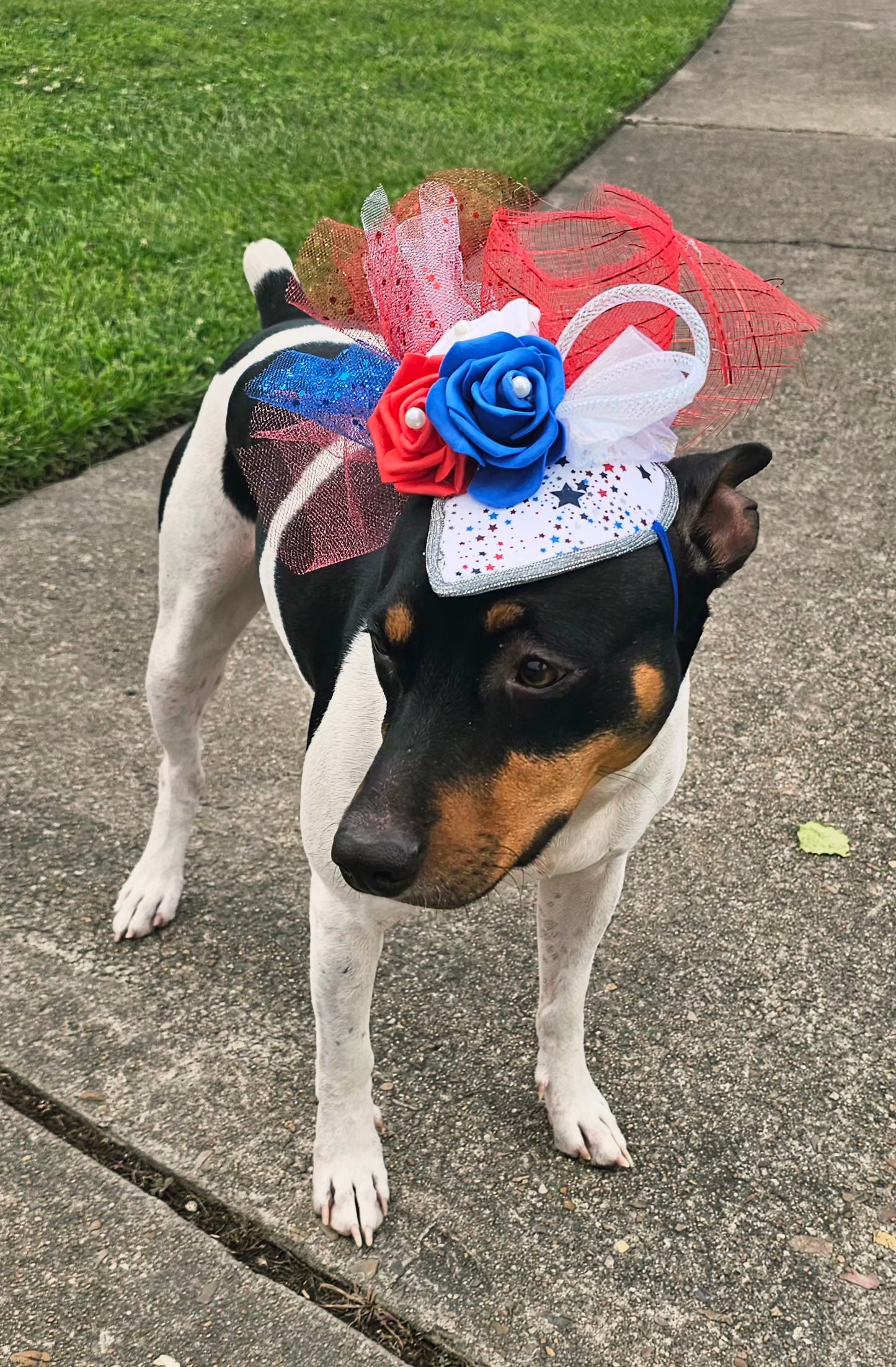 Patriotic pet fascinator hat, Patriotic Kentucky derby Pet Hat, Dog fascinator