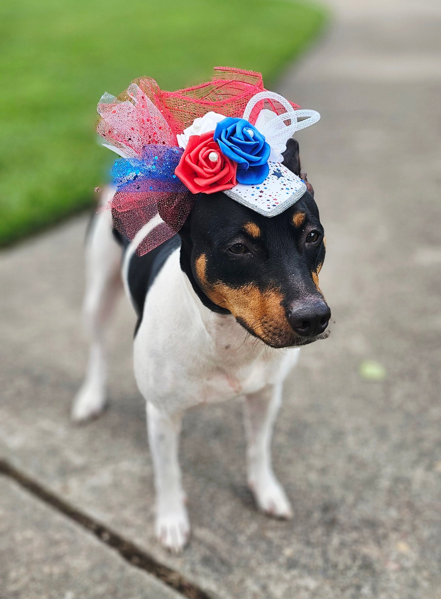 Patriotic pet fascinator hat, Patriotic Kentucky derby Pet Hat, Dog fascinator